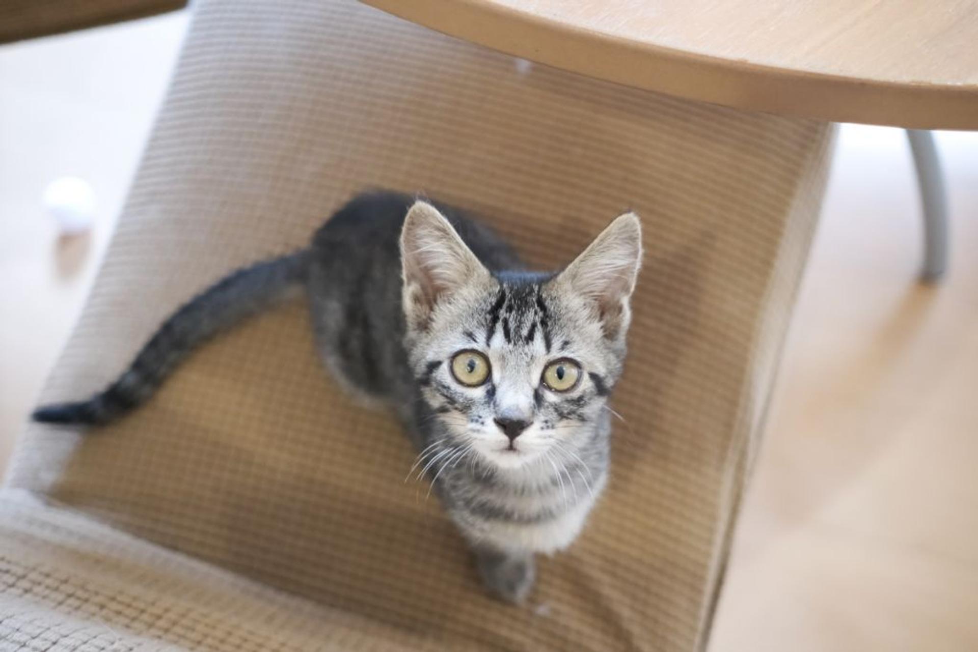 pet-image-6