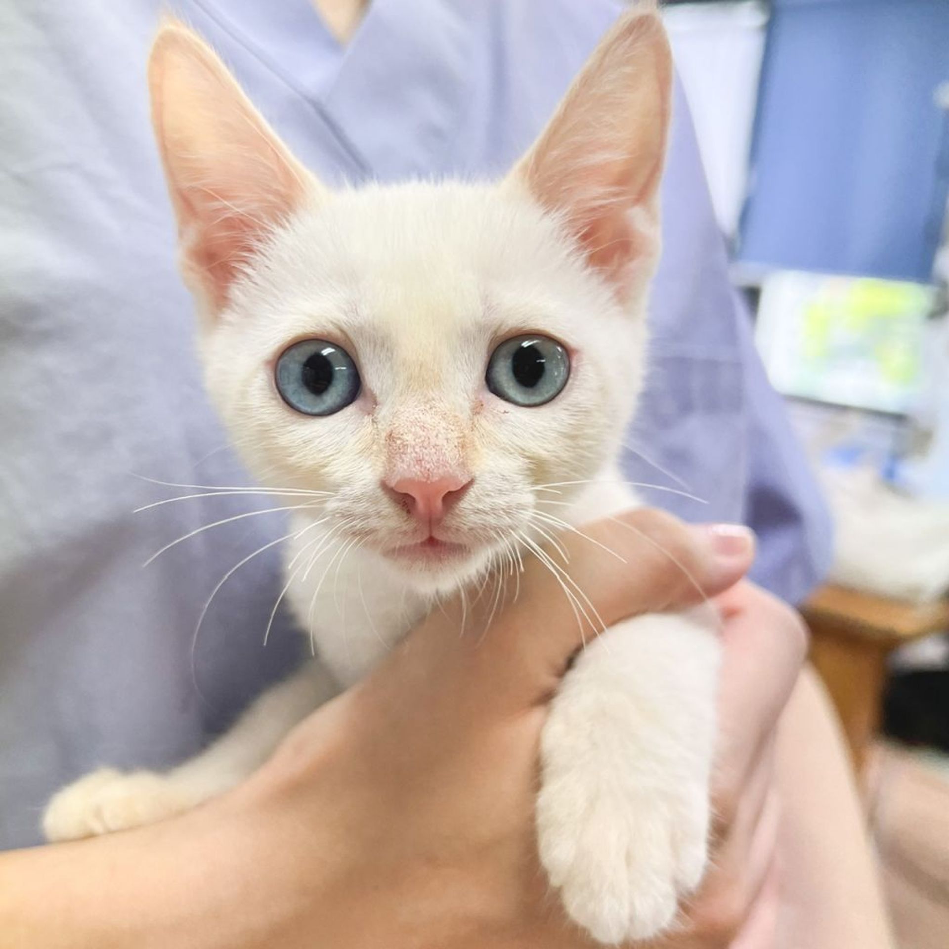 雑種（ミックス猫）・メスの里親募集の写真