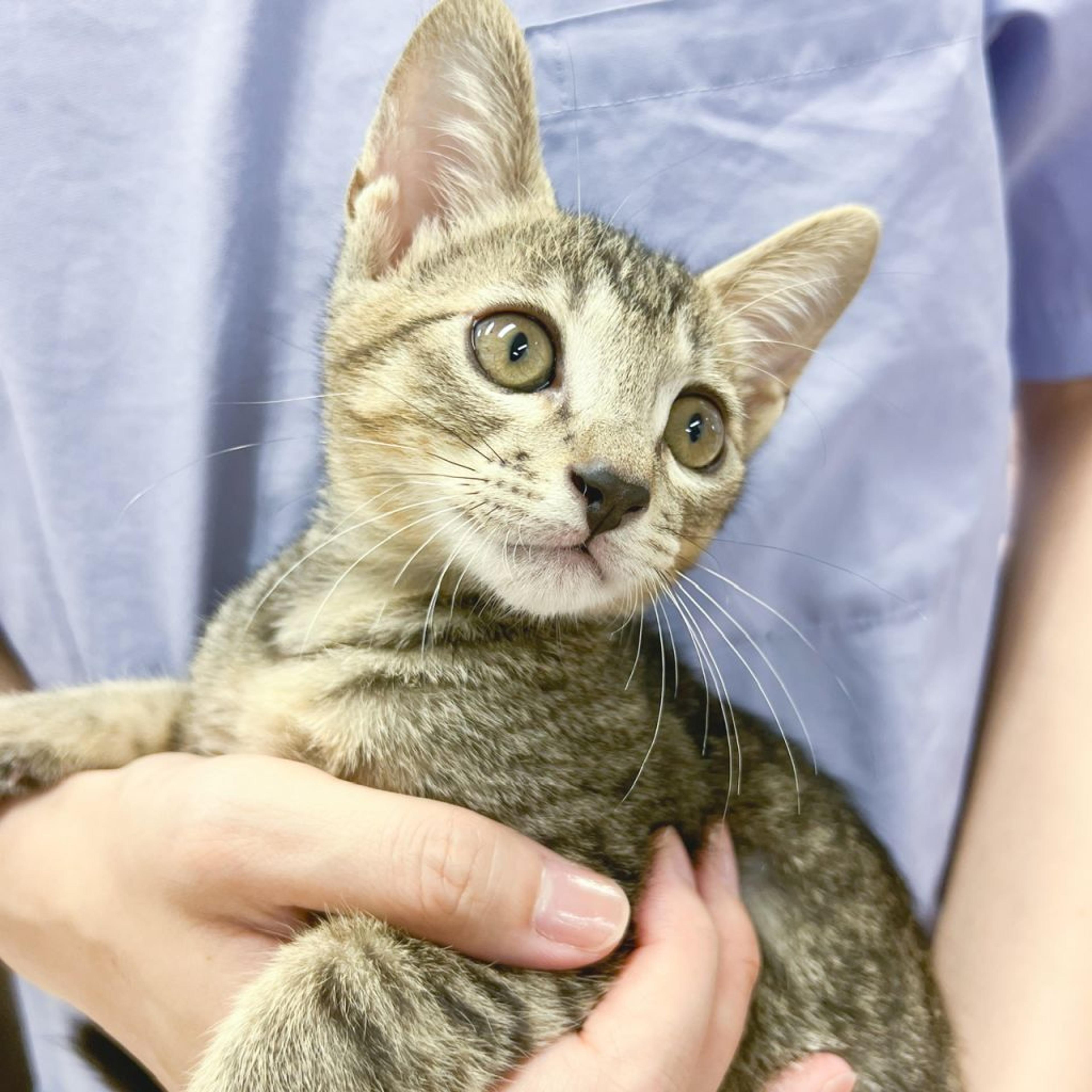 pet-image-2