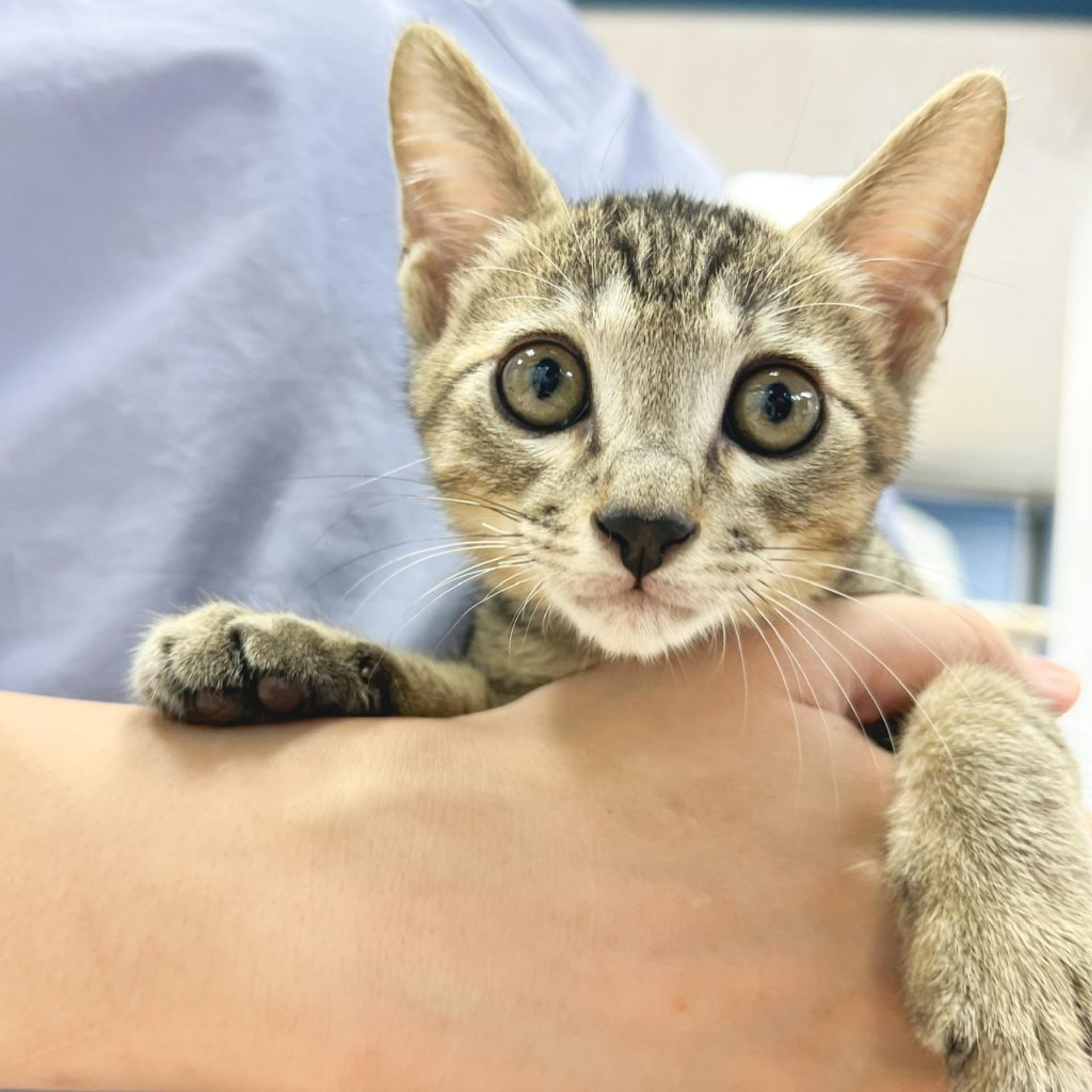 pet-image-4