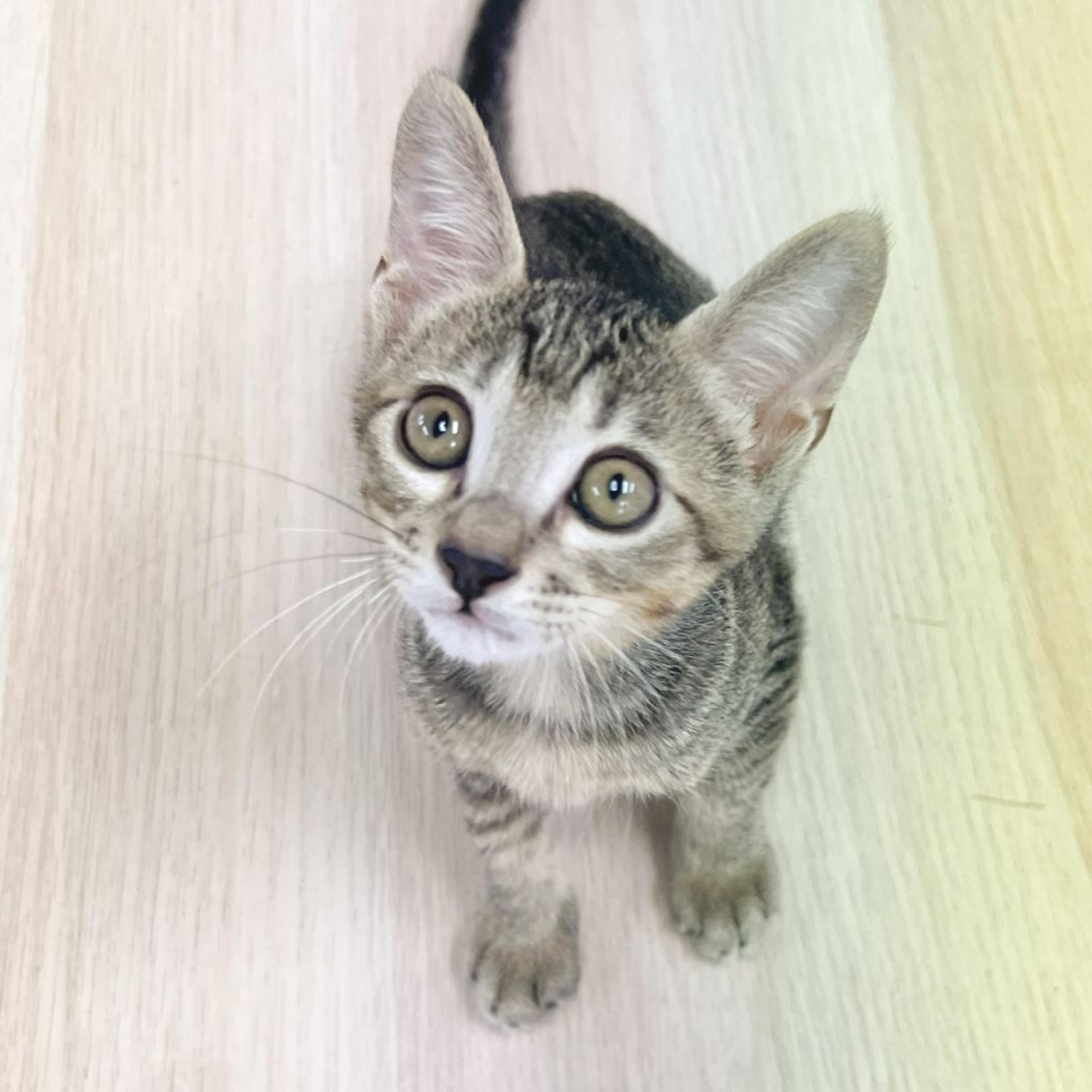 pet-image-5