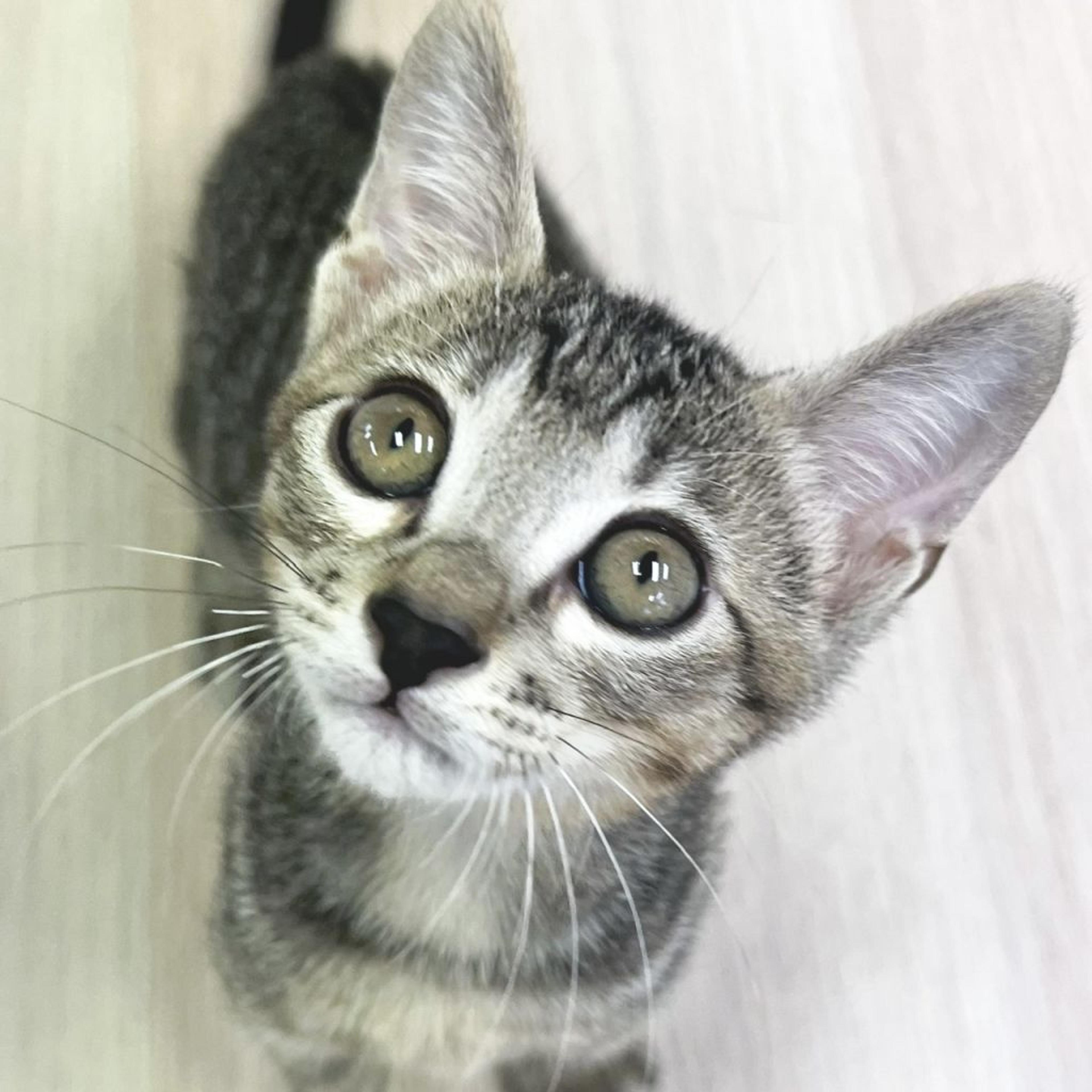 pet-image-3