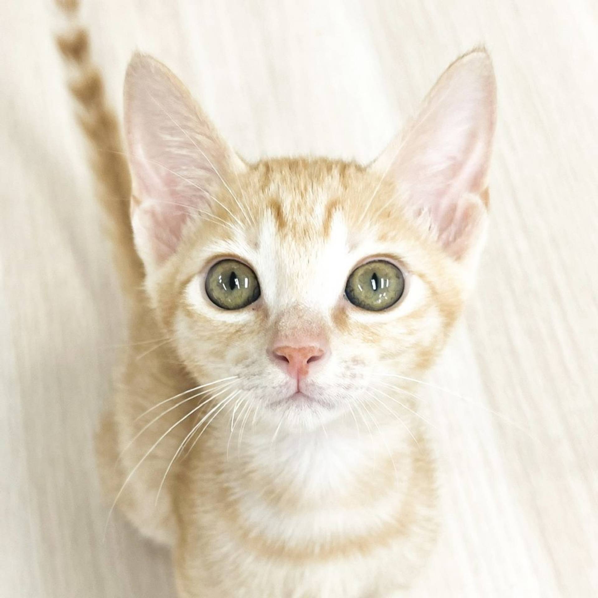雑種（ミックス猫）・オスの里親募集の写真