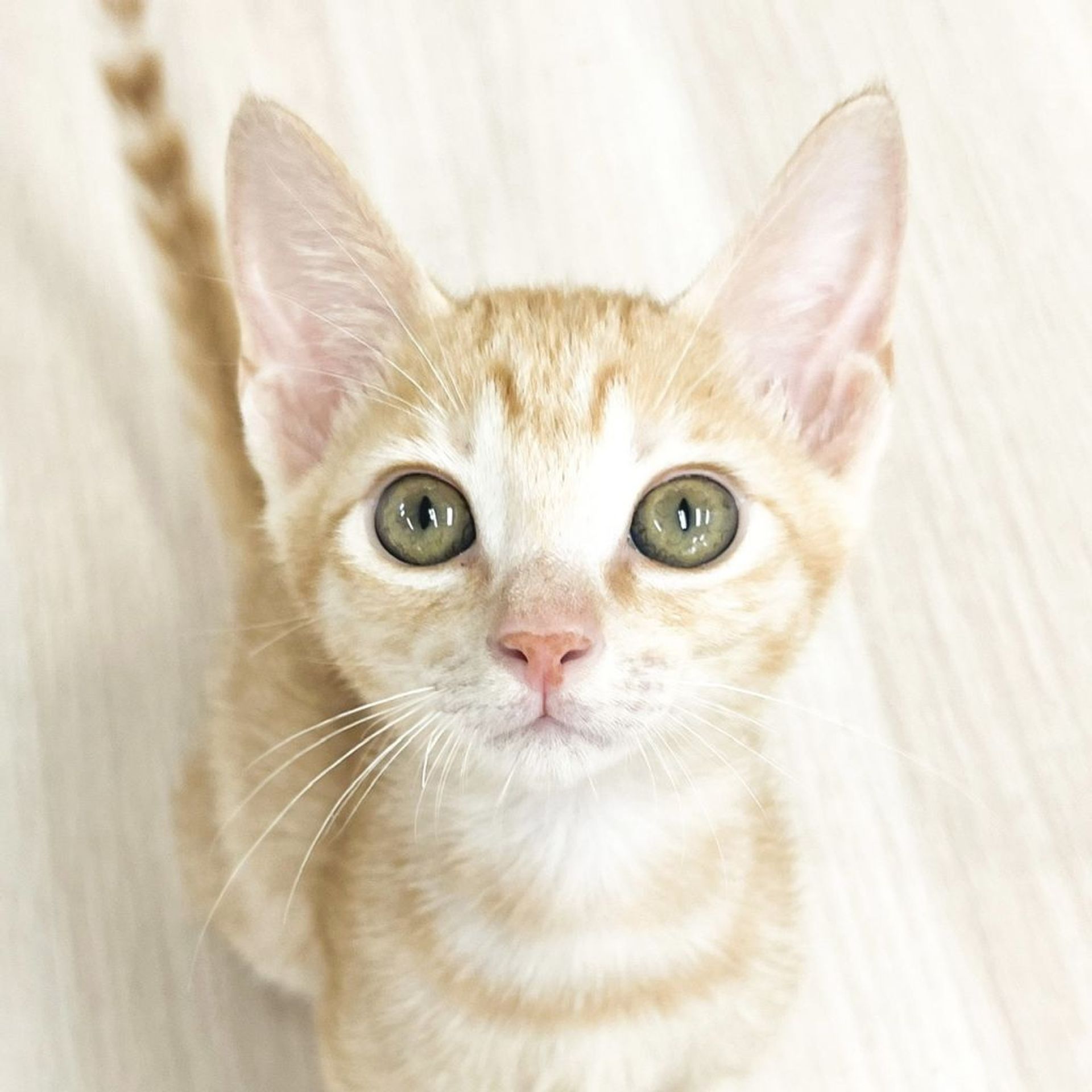 雑種（ミックス猫）・オスの里親募集の写真