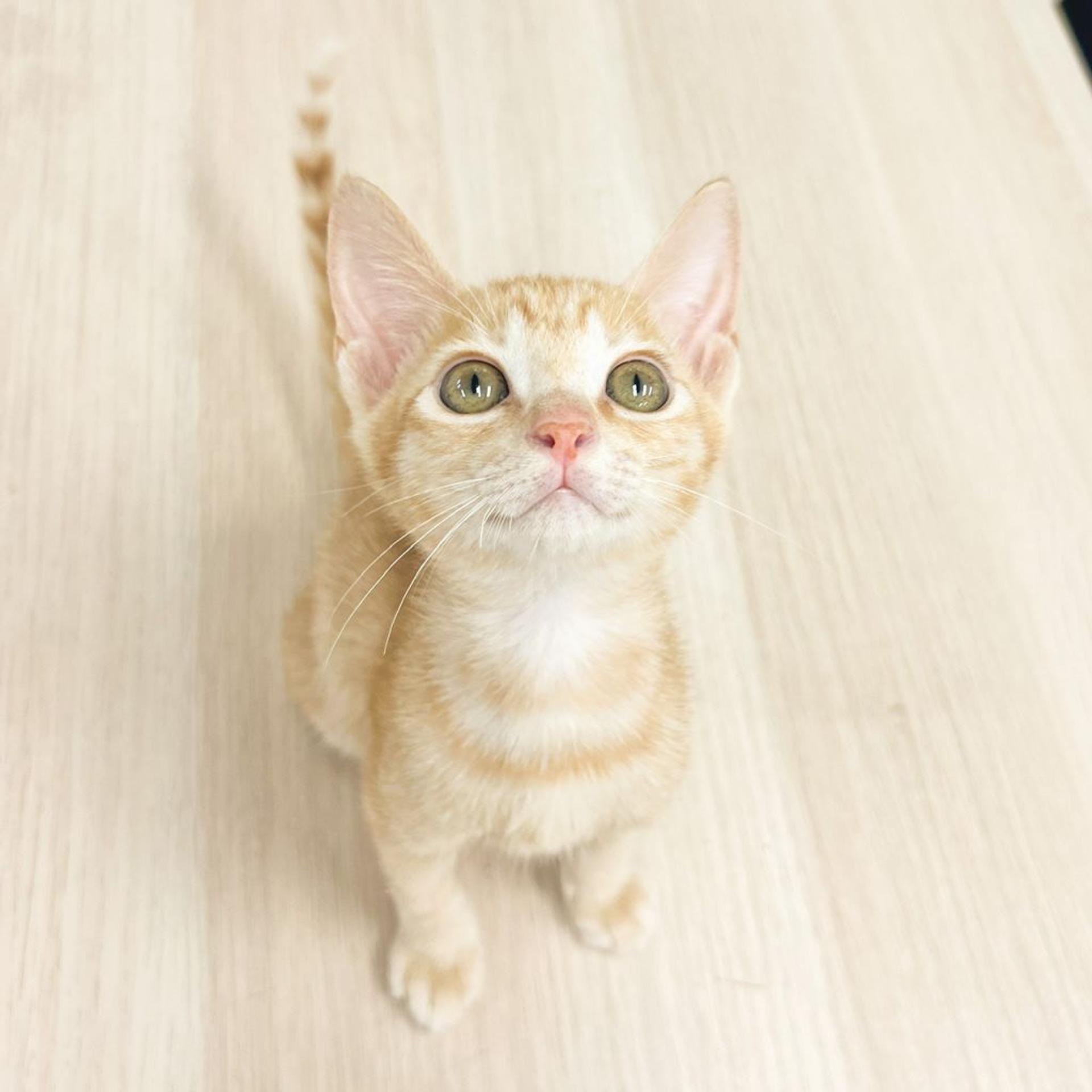 pet-image-2