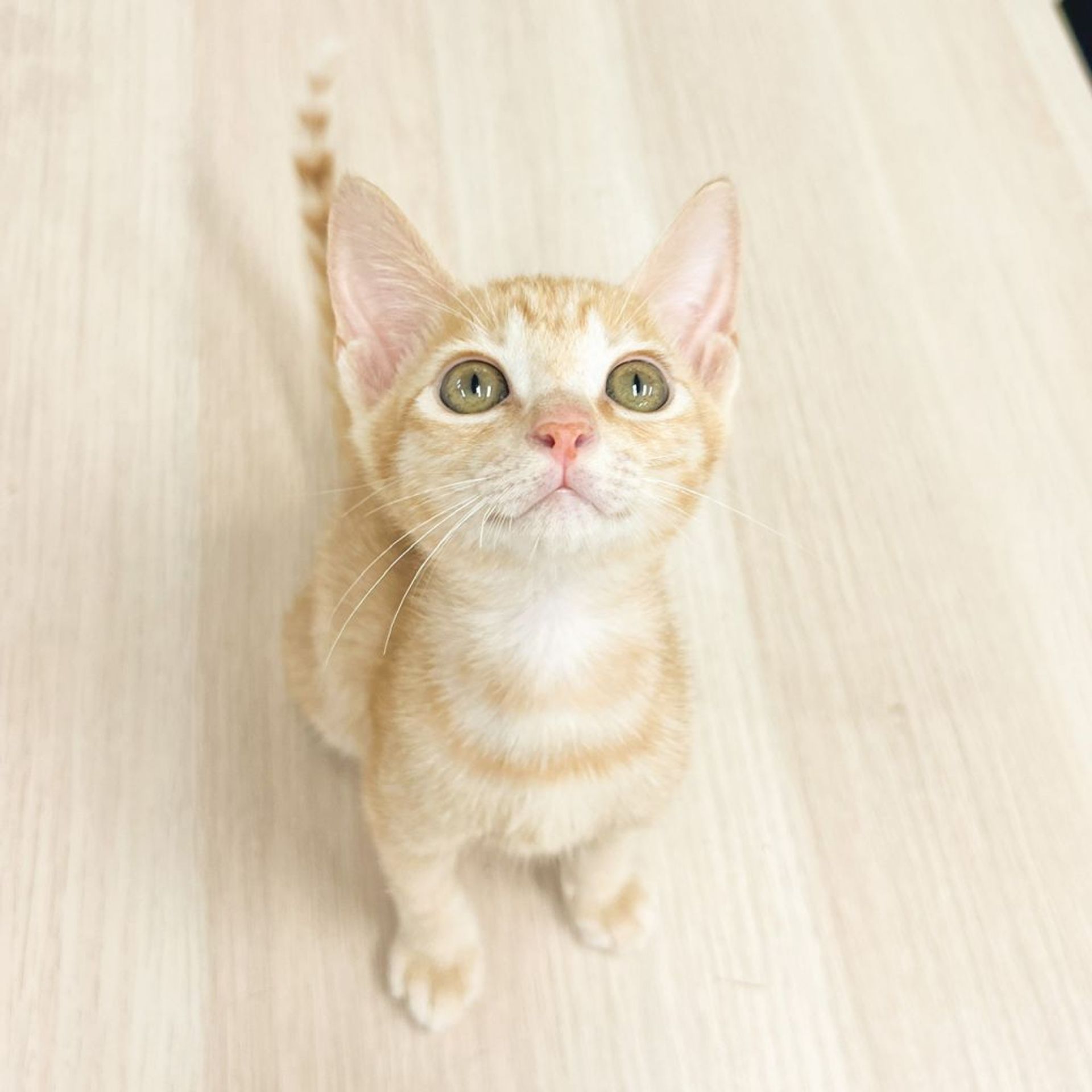 雑種（ミックス猫）・オスの里親募集の写真