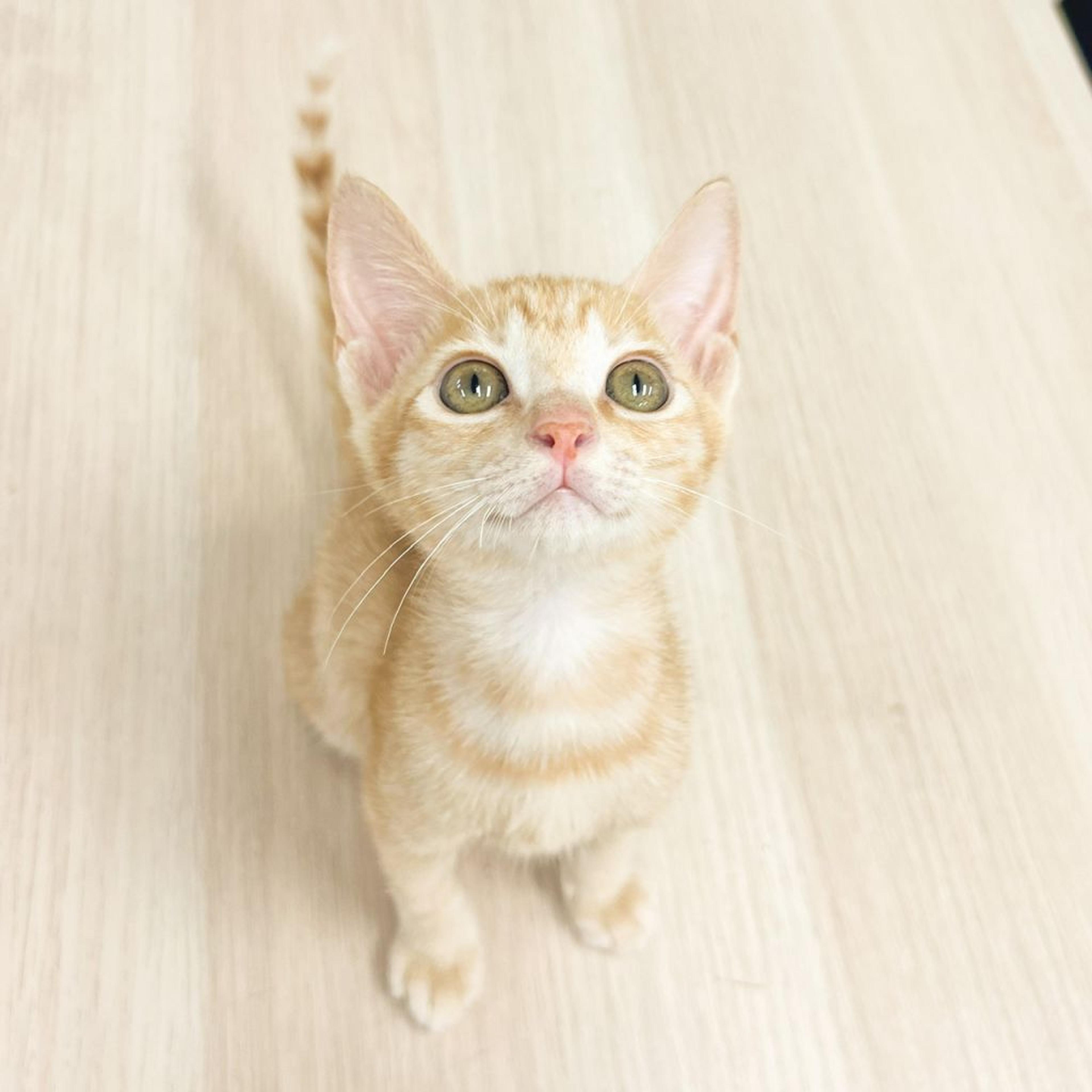 pet-image-2