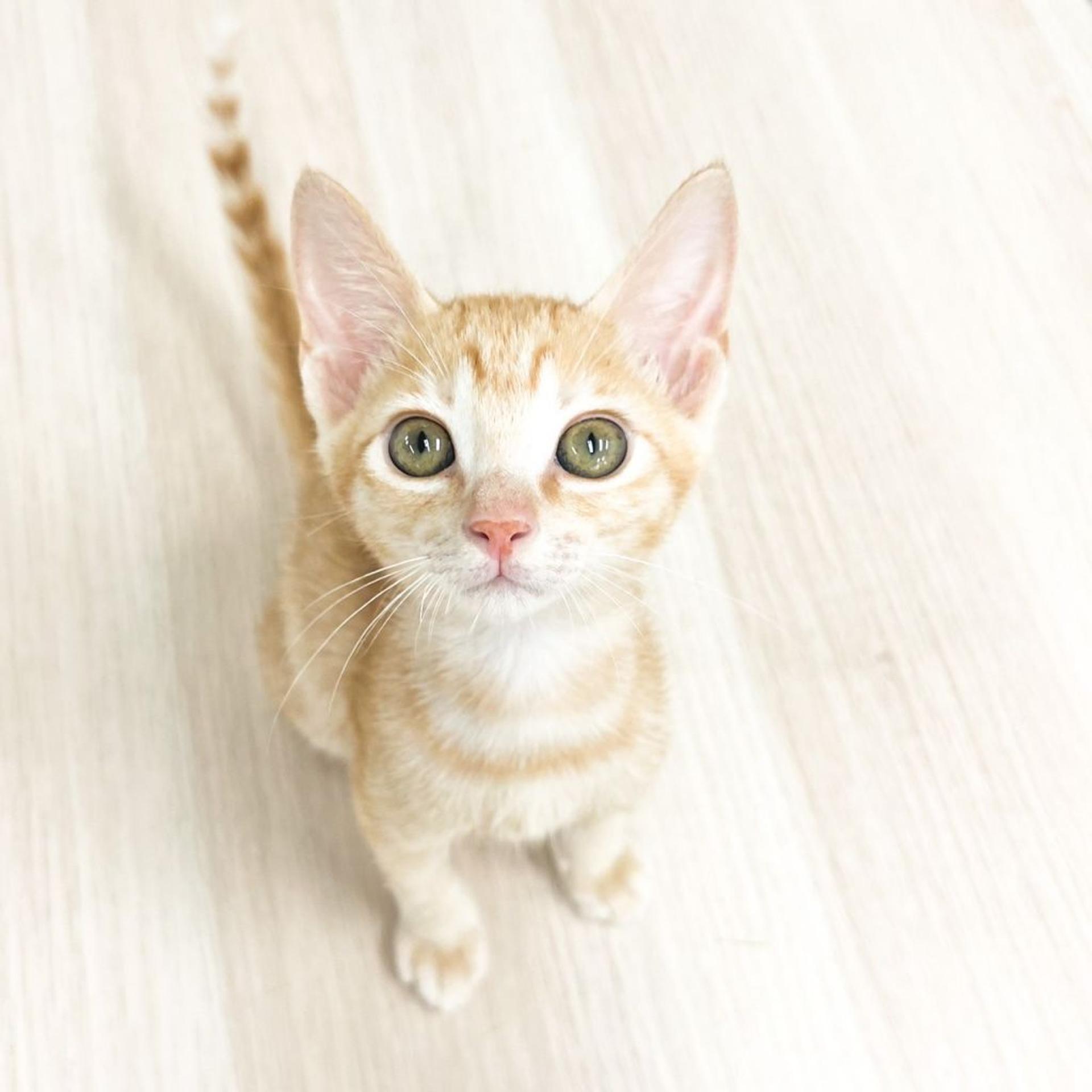 pet-image-3