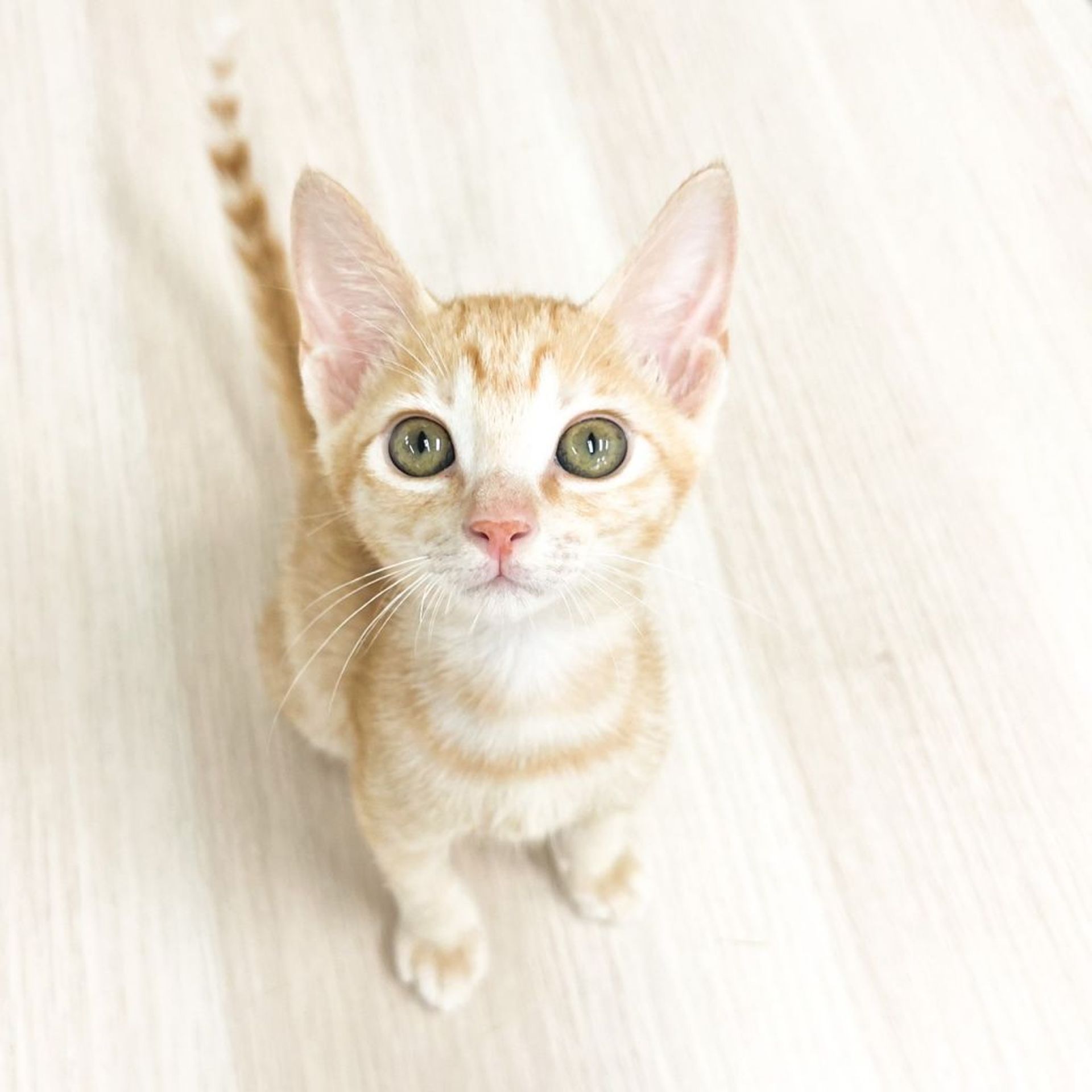 雑種（ミックス猫）・オスの里親募集の写真