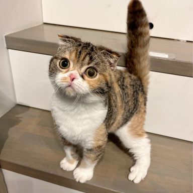 みかん
