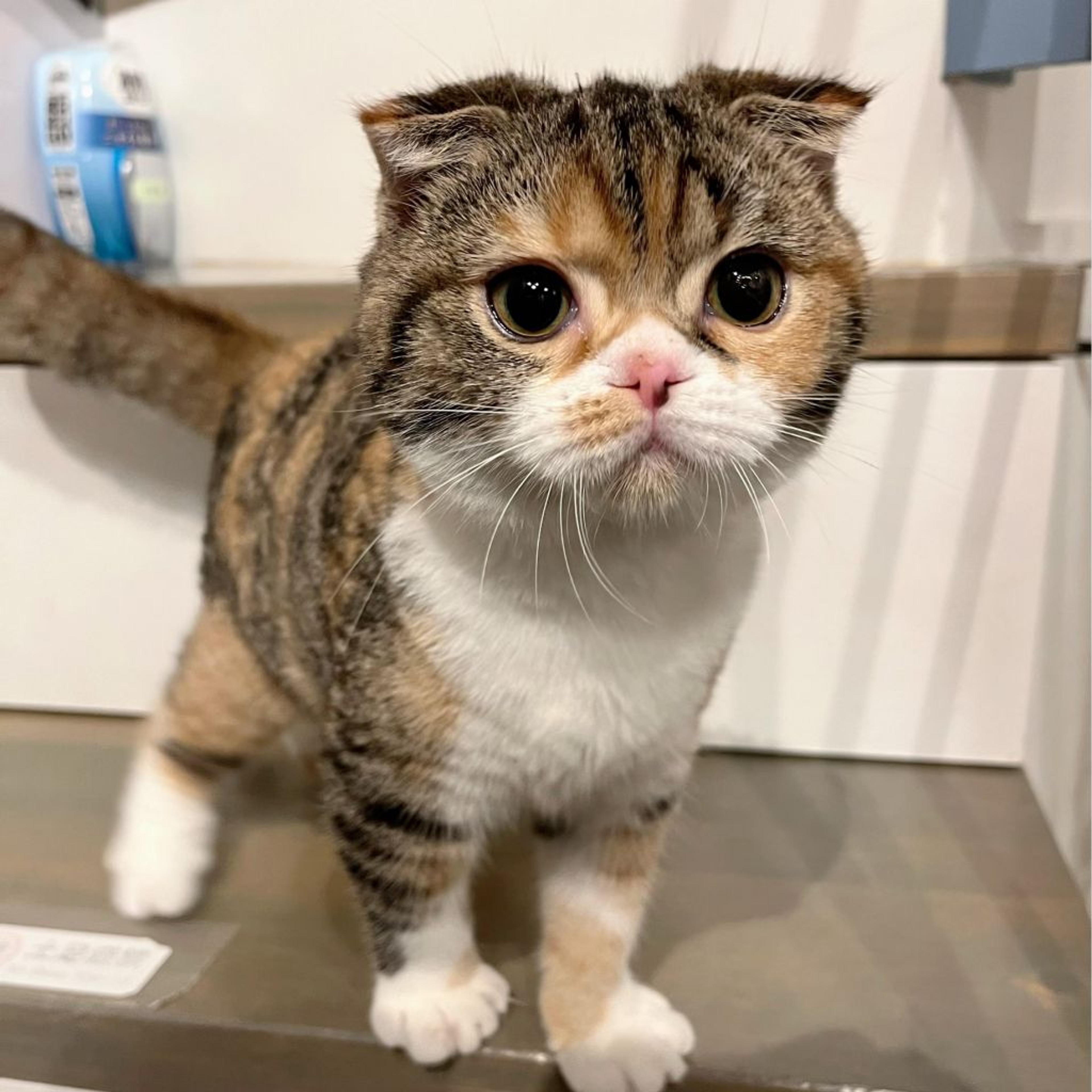 pet-image-2