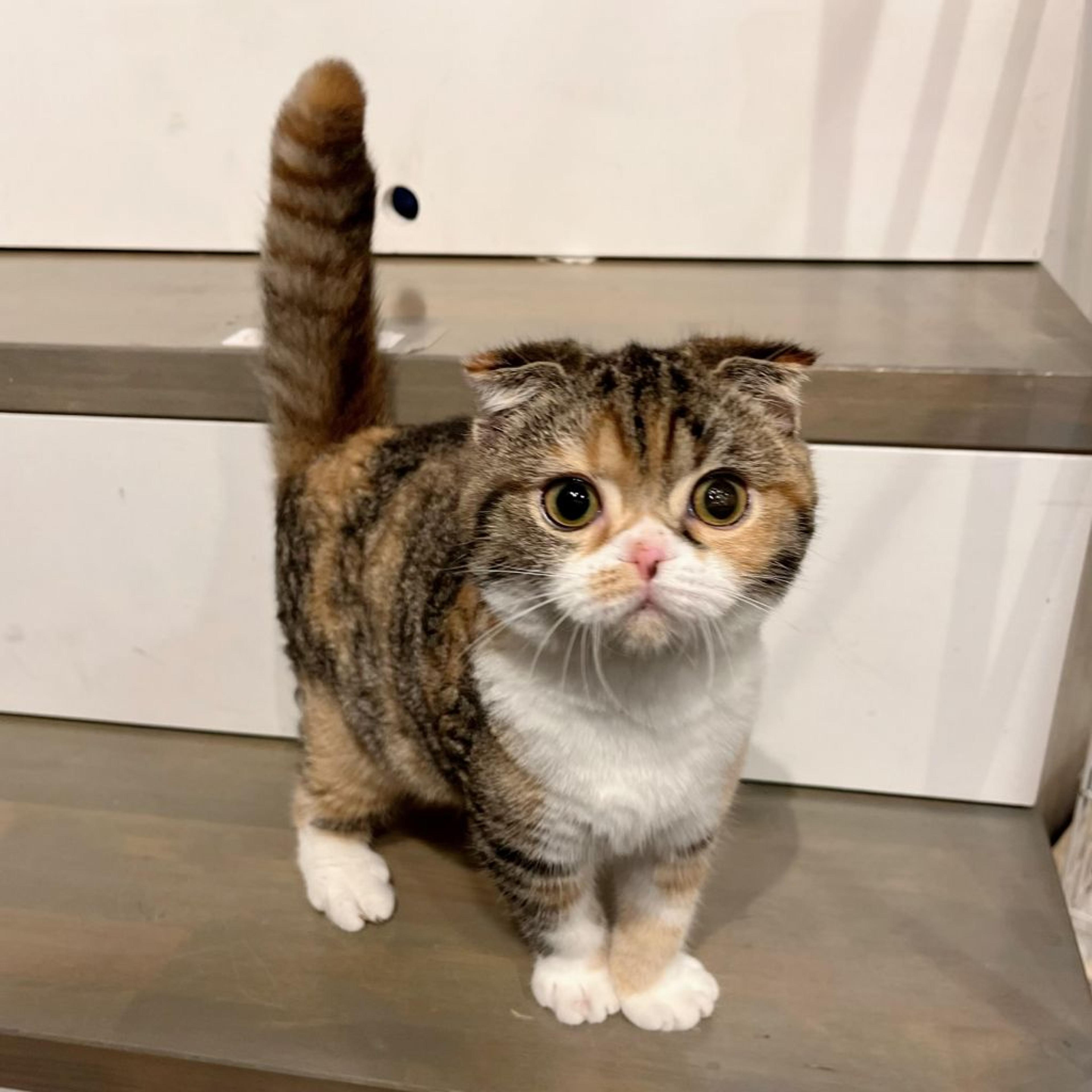 pet-image-3