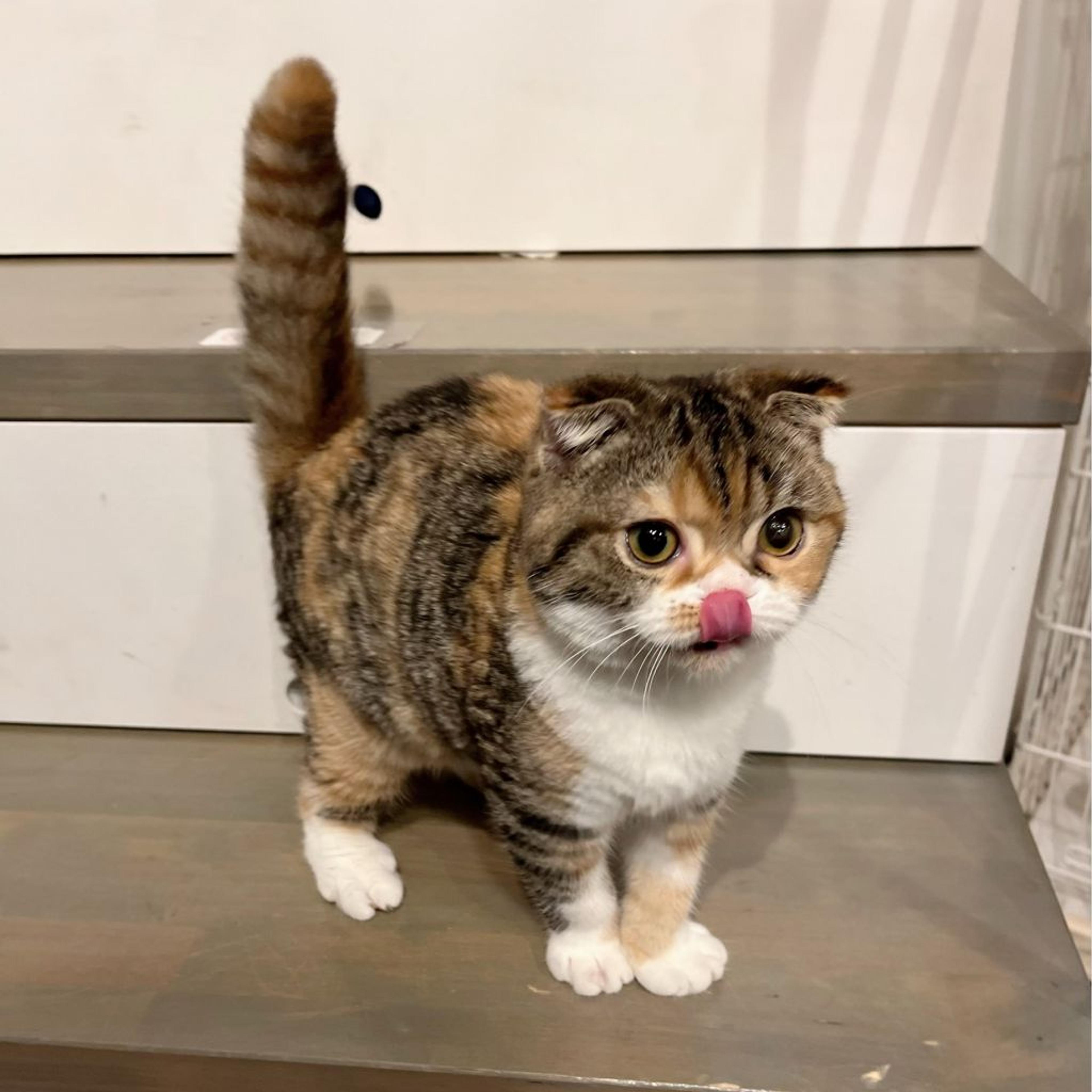 pet-image-4