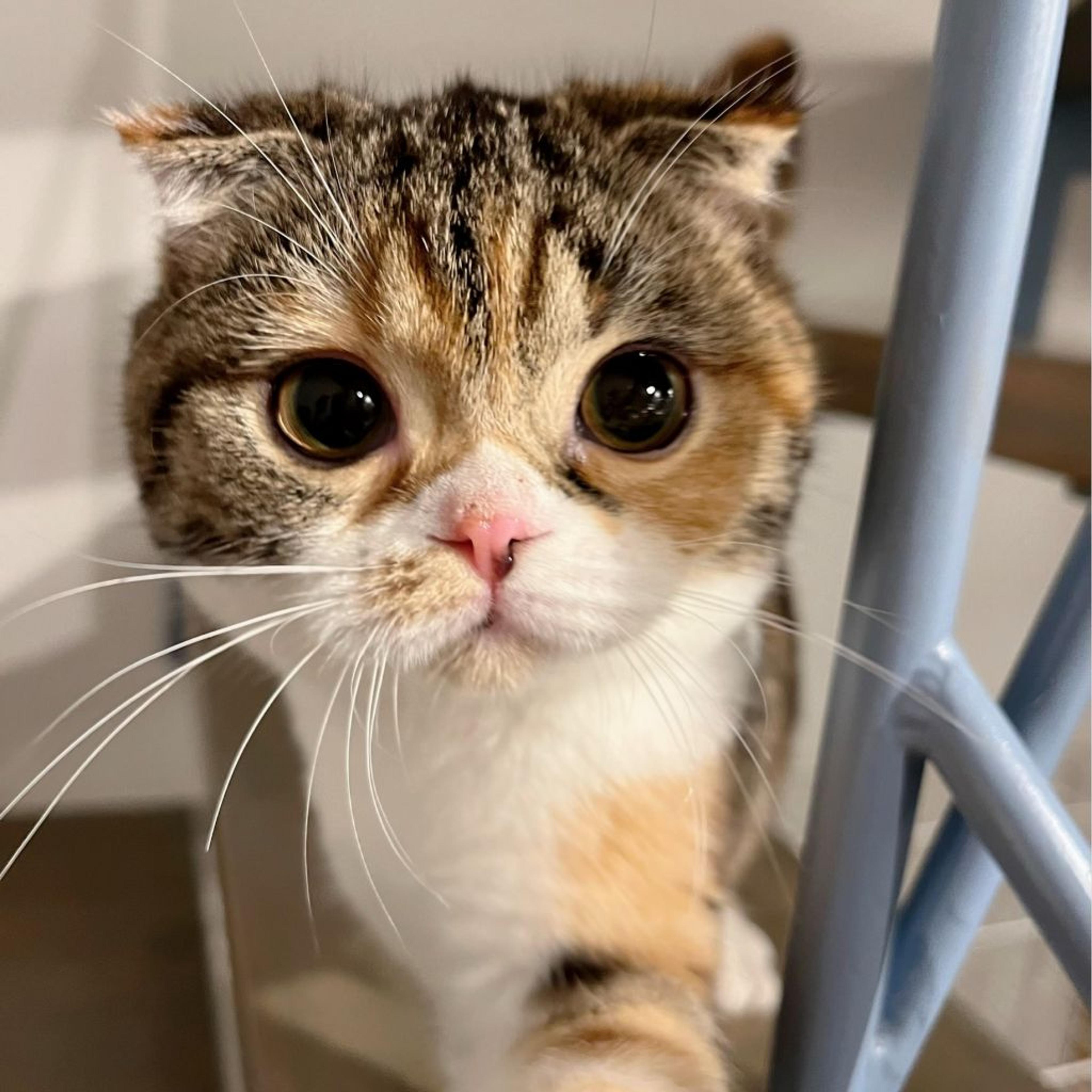 pet-image-5