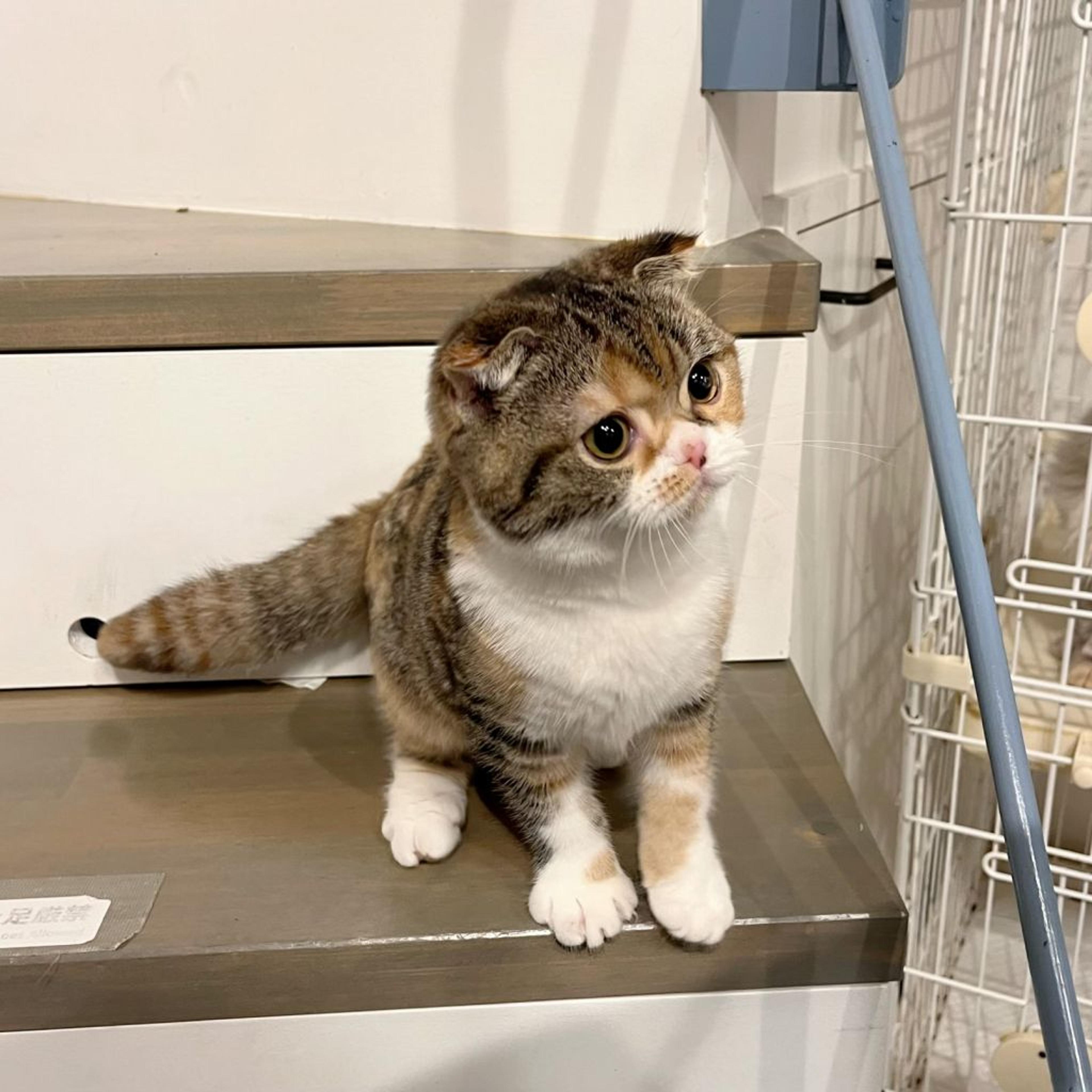 pet-image-6