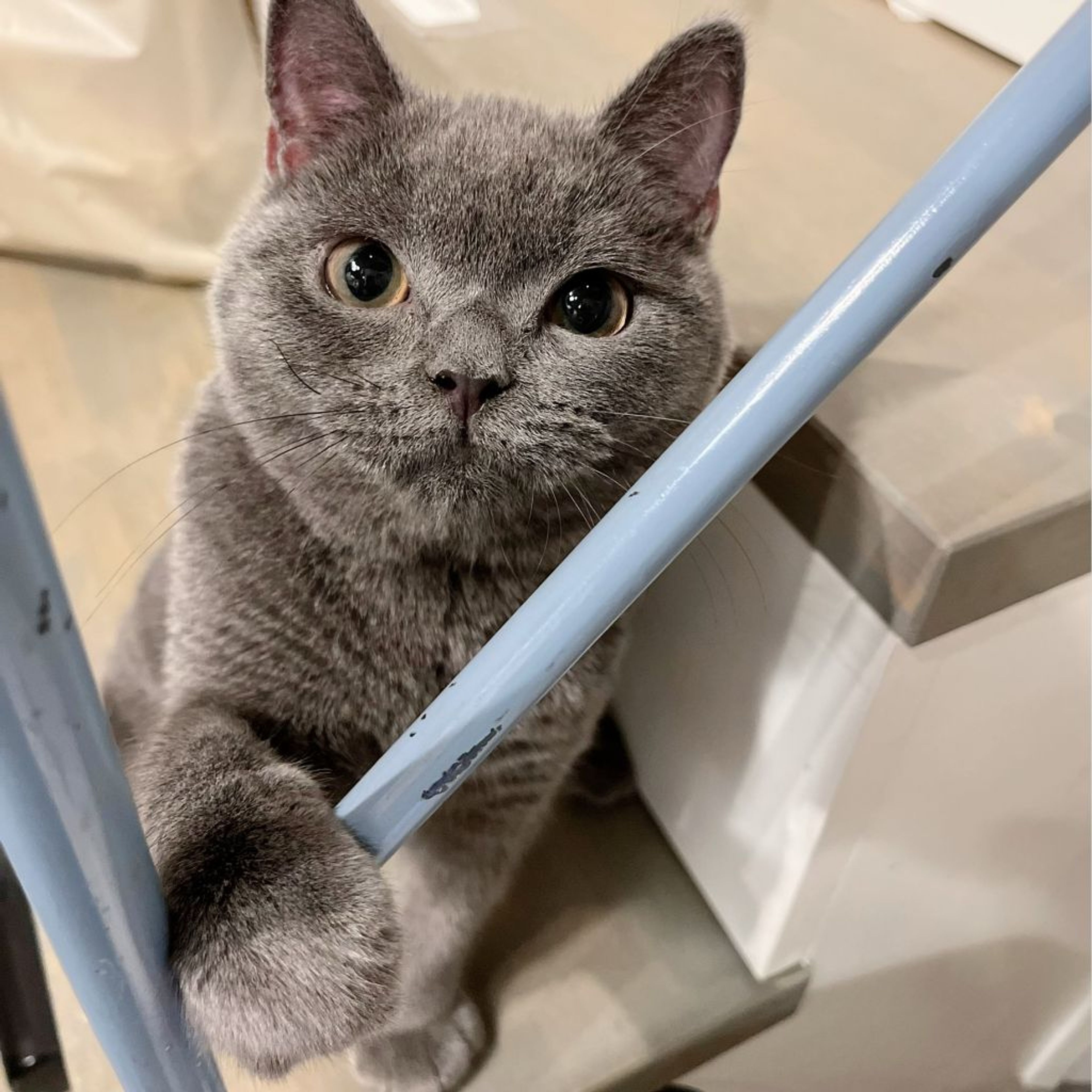 ブリティッシュショートヘア・オスの里親募集の写真