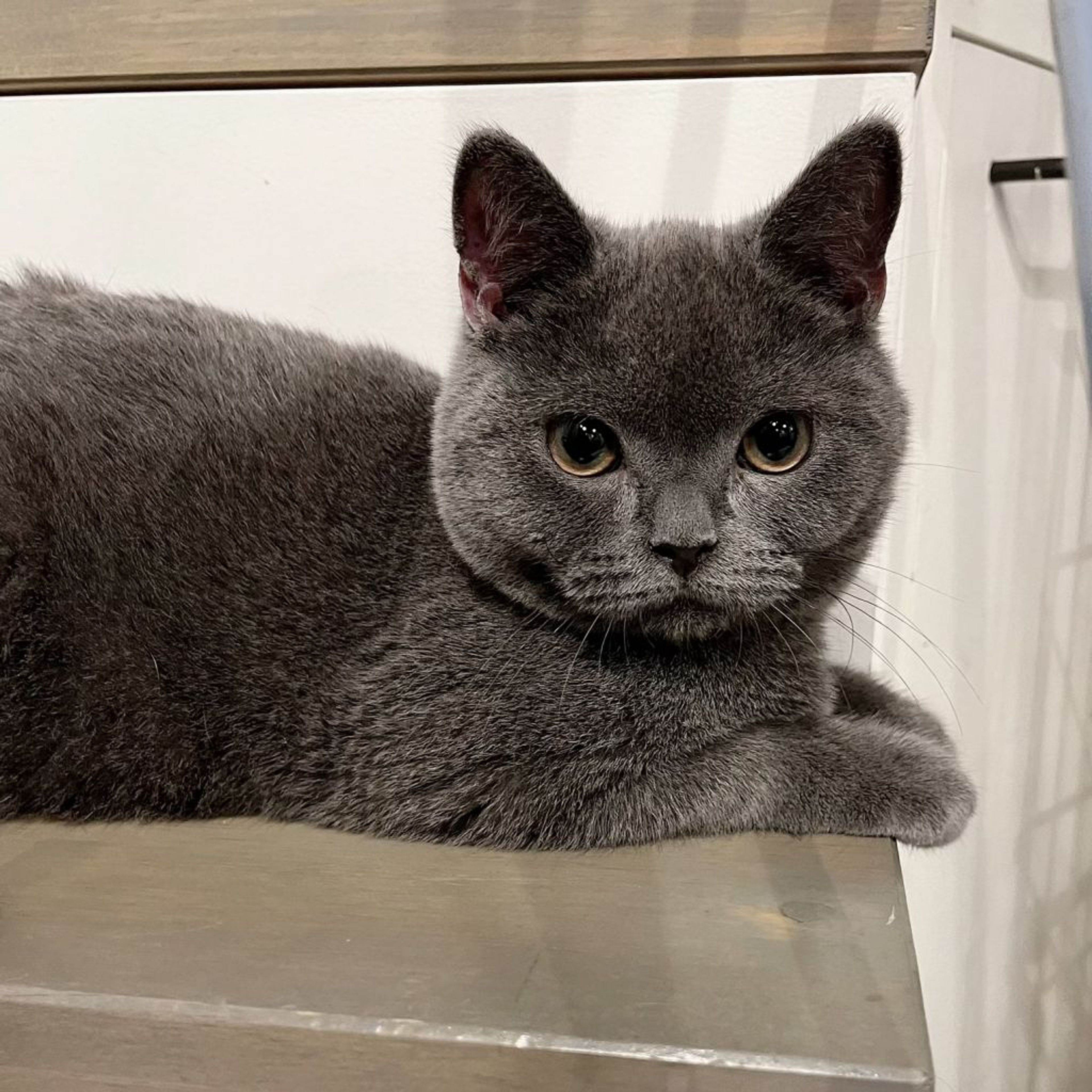 pet-image-2