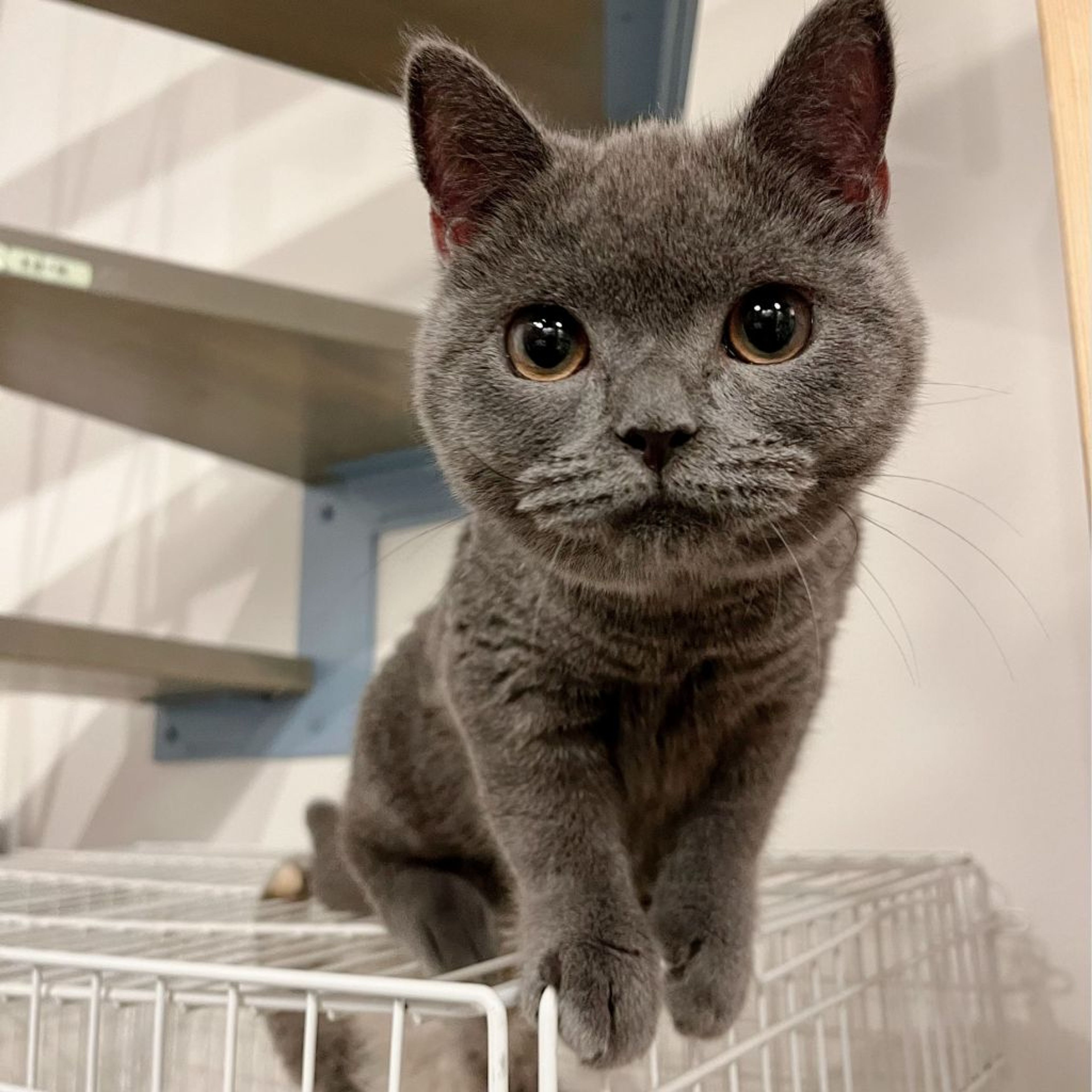 pet-image-3
