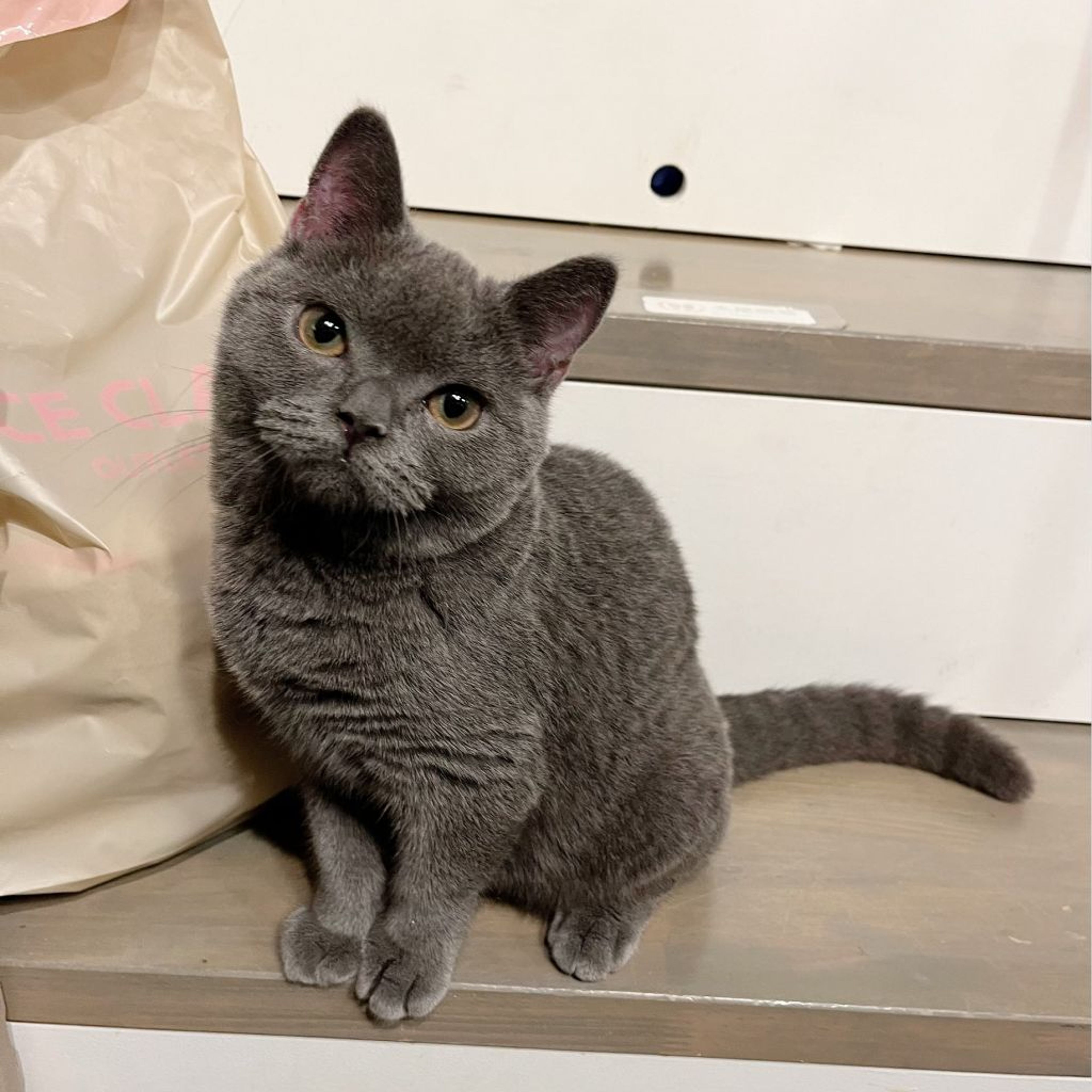 pet-image-4