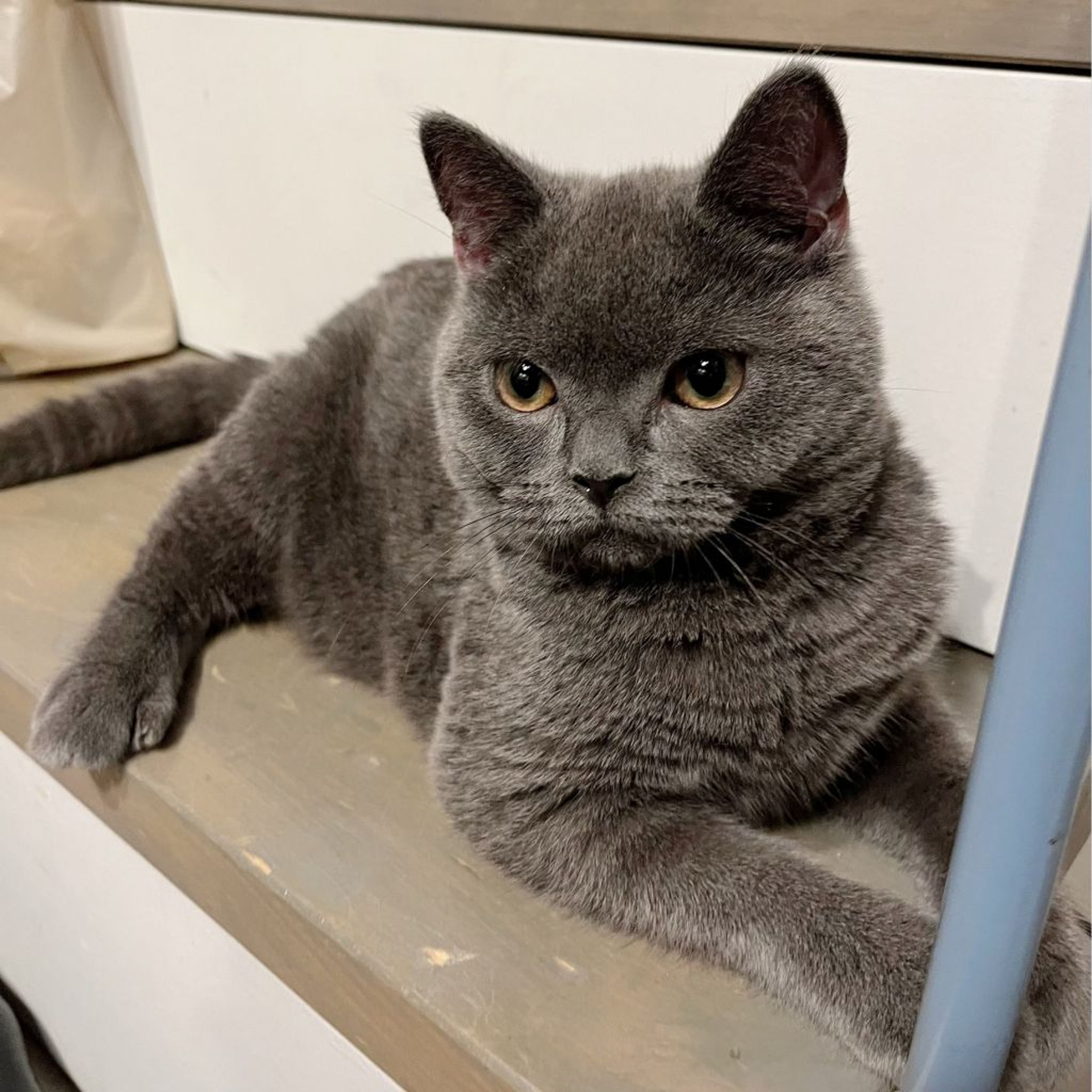 pet-image-5