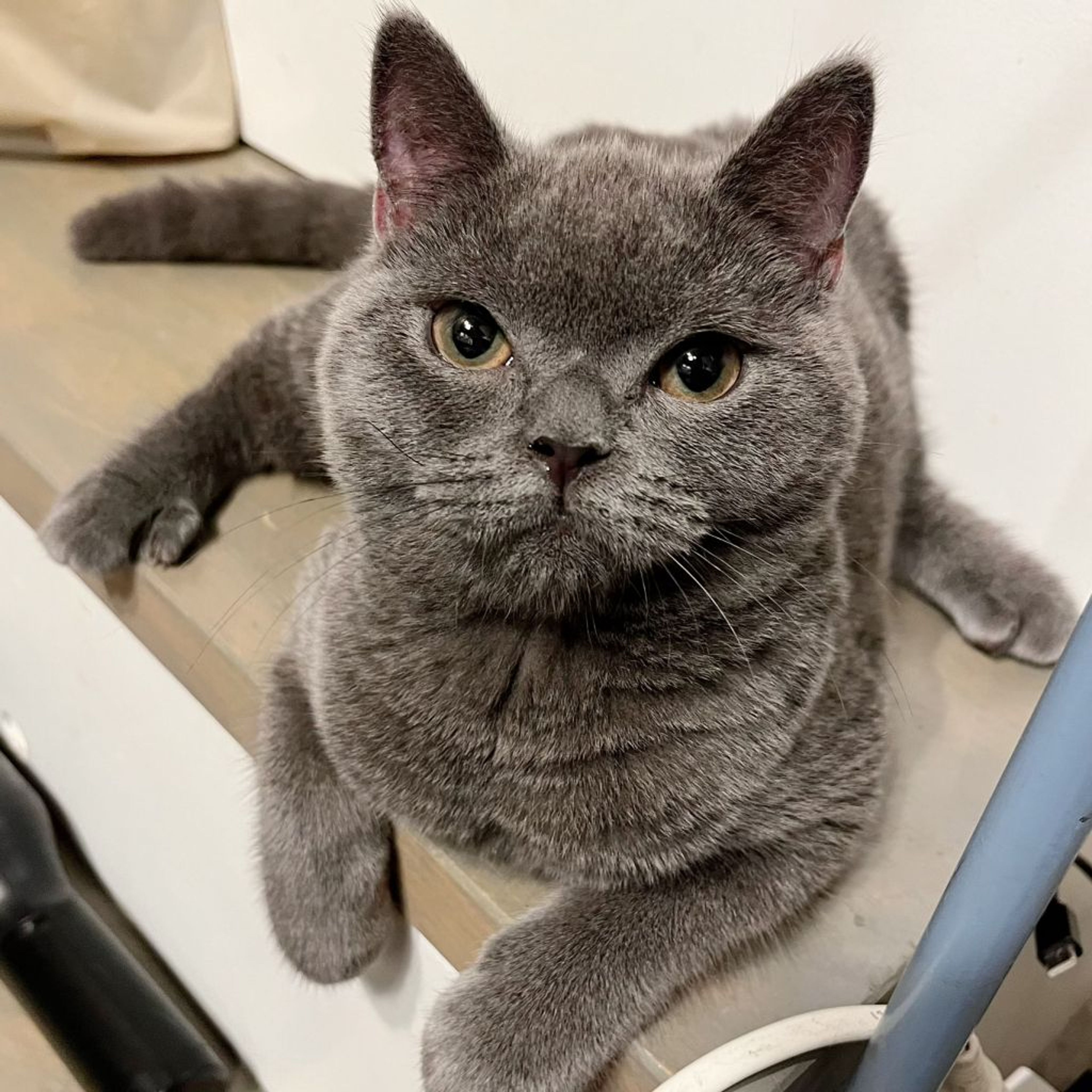 pet-image-6