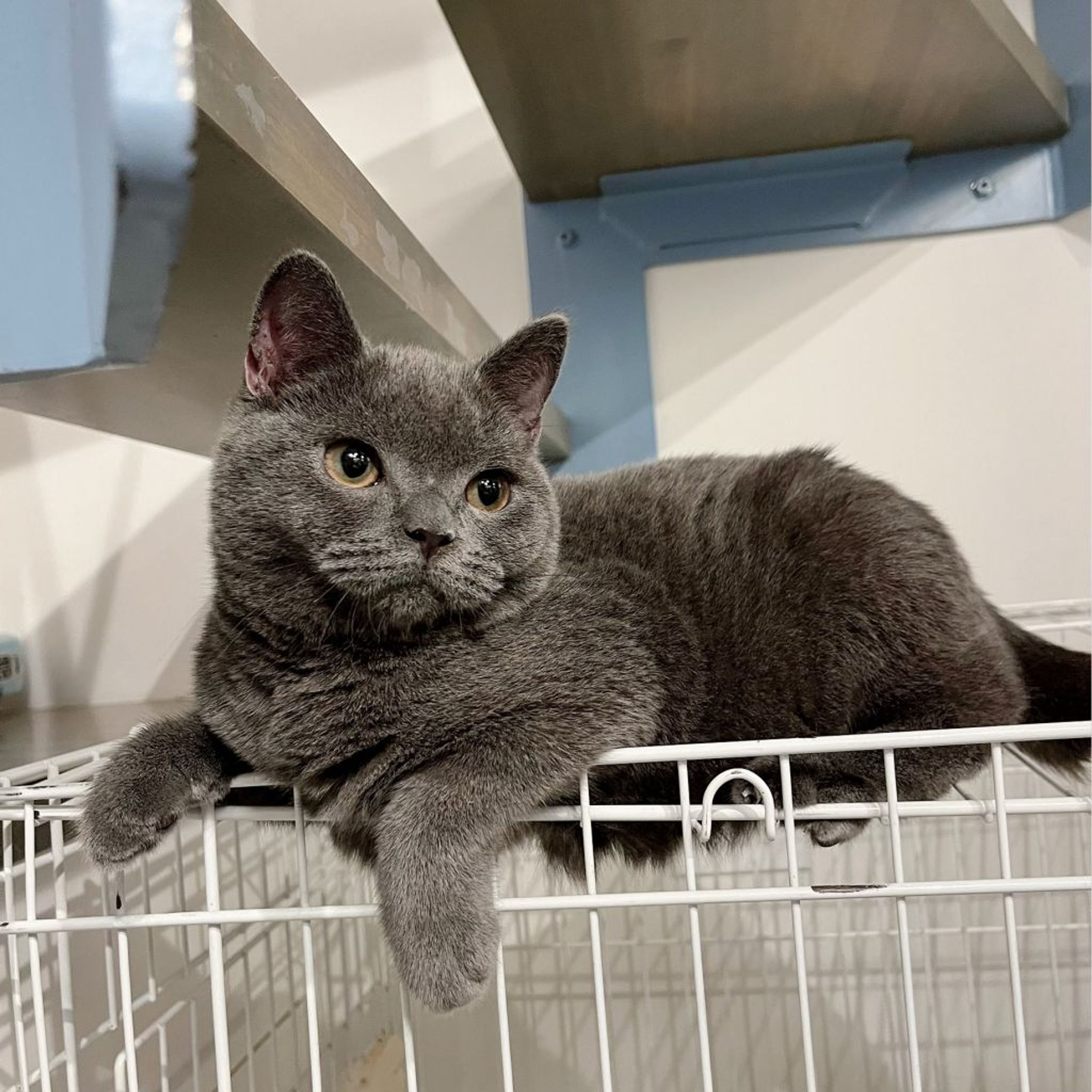 pet-image-7