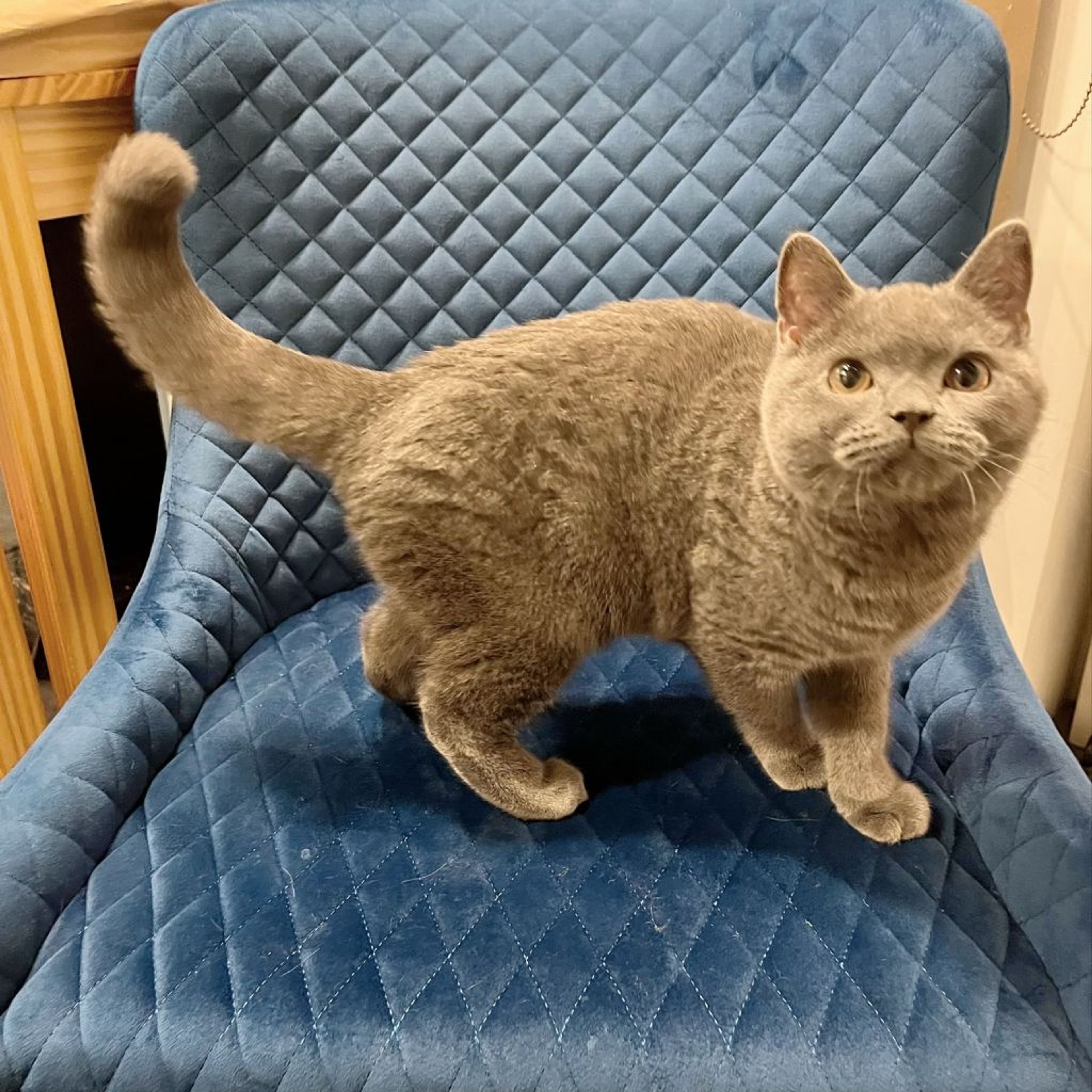 pet-image-8