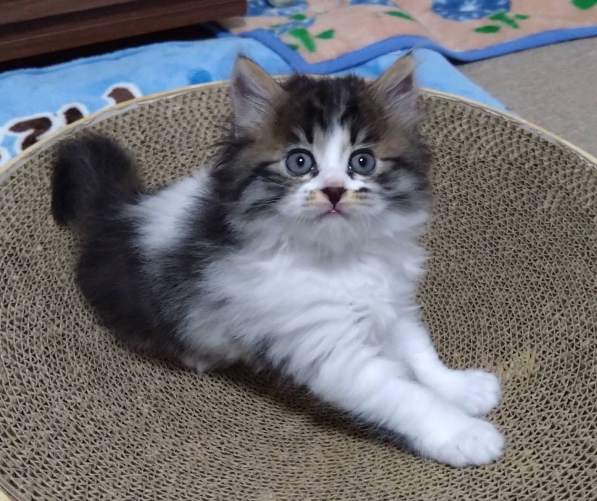 雑種（ミックス猫）・メスの里親募集の写真