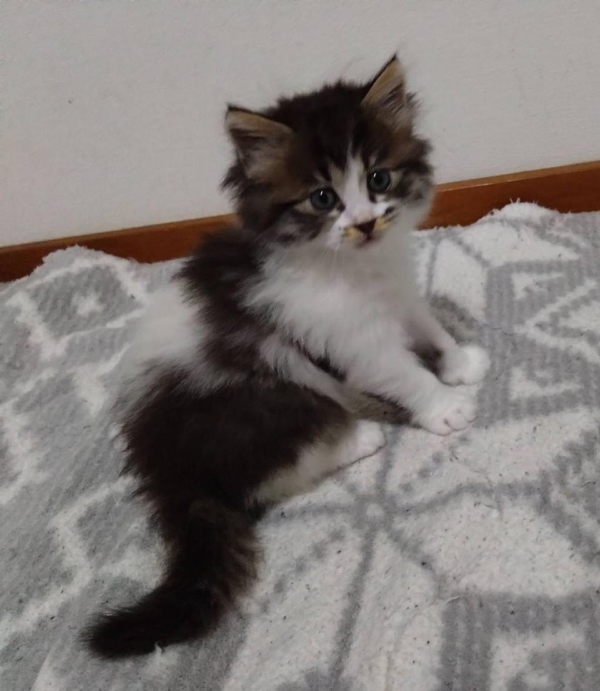 pet-image-3