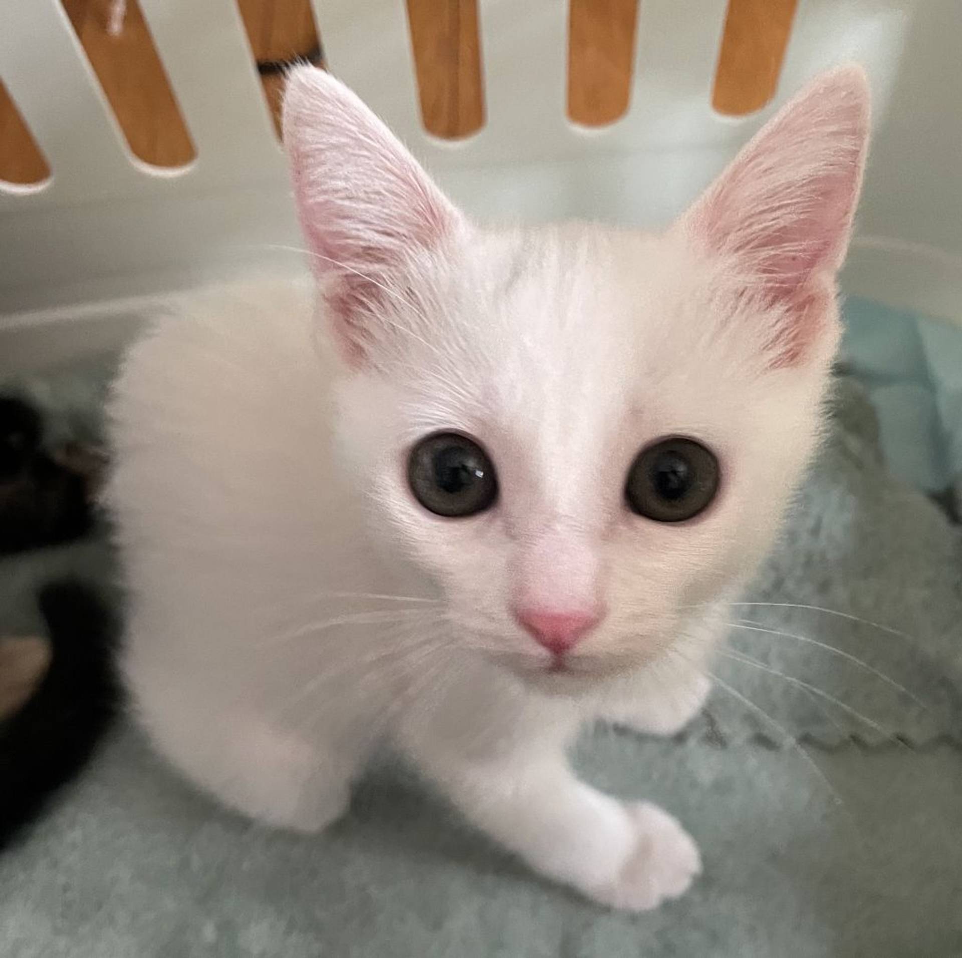 雑種（ミックス猫）・メスの里親募集の写真