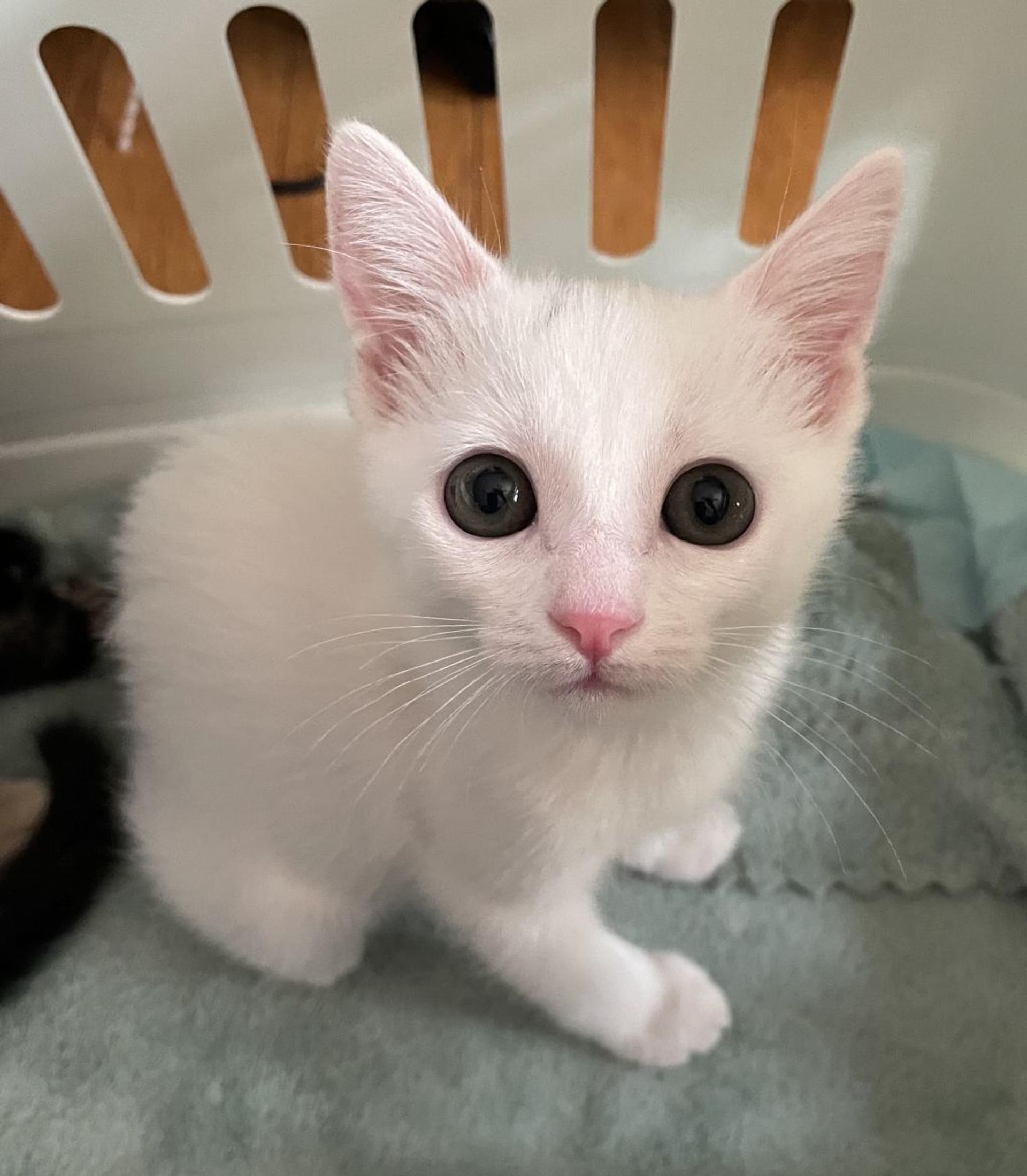 pet-image-2