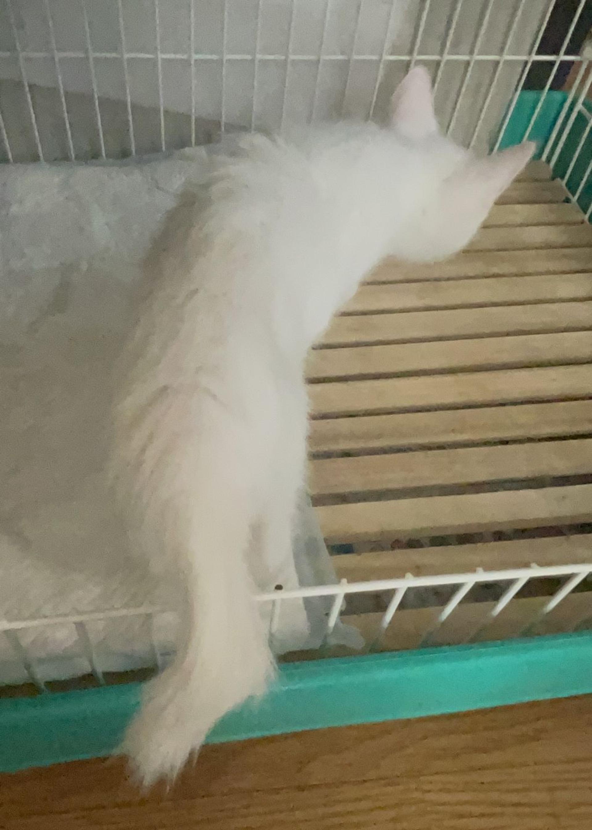 pet-image-3