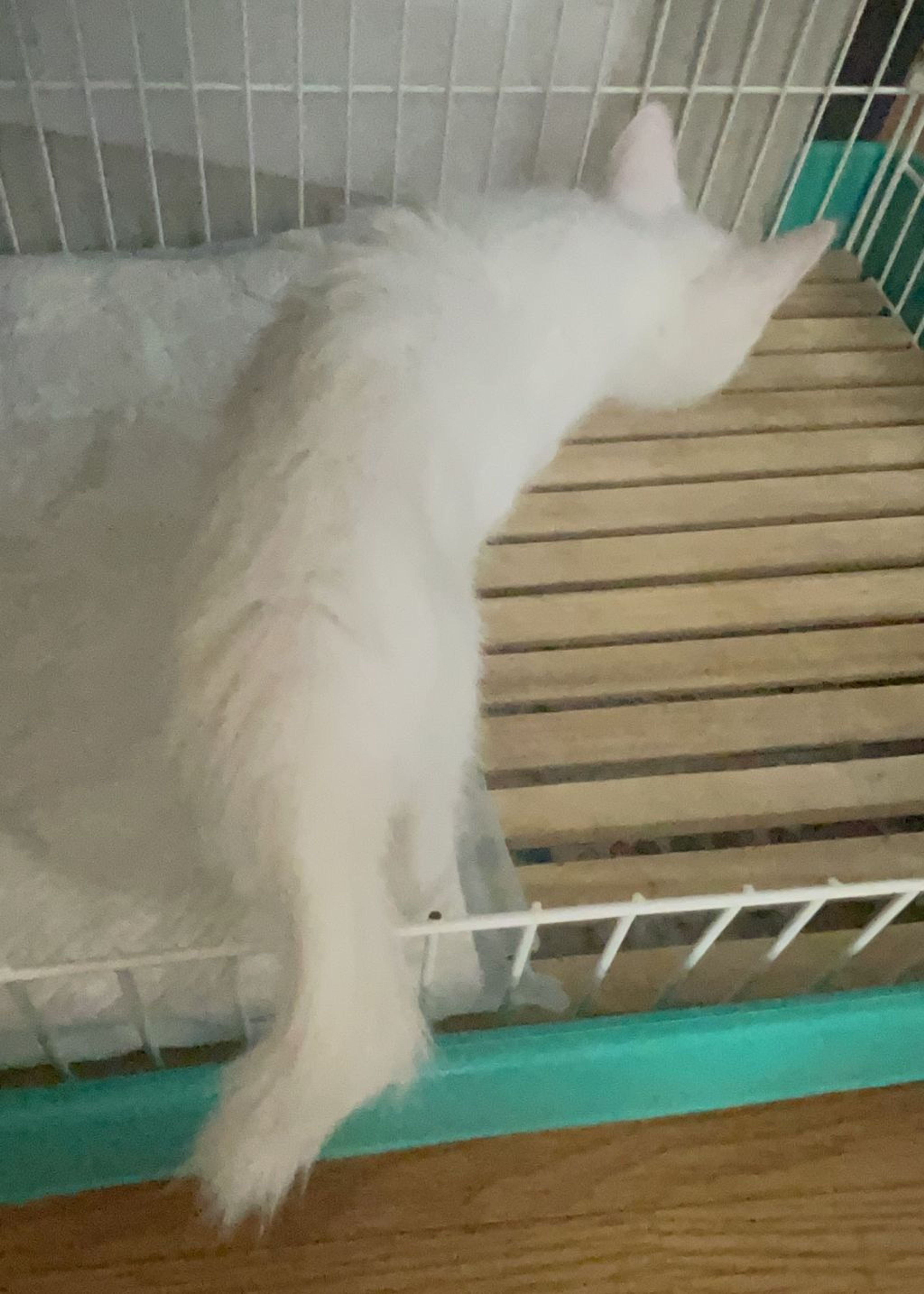 pet-image-3
