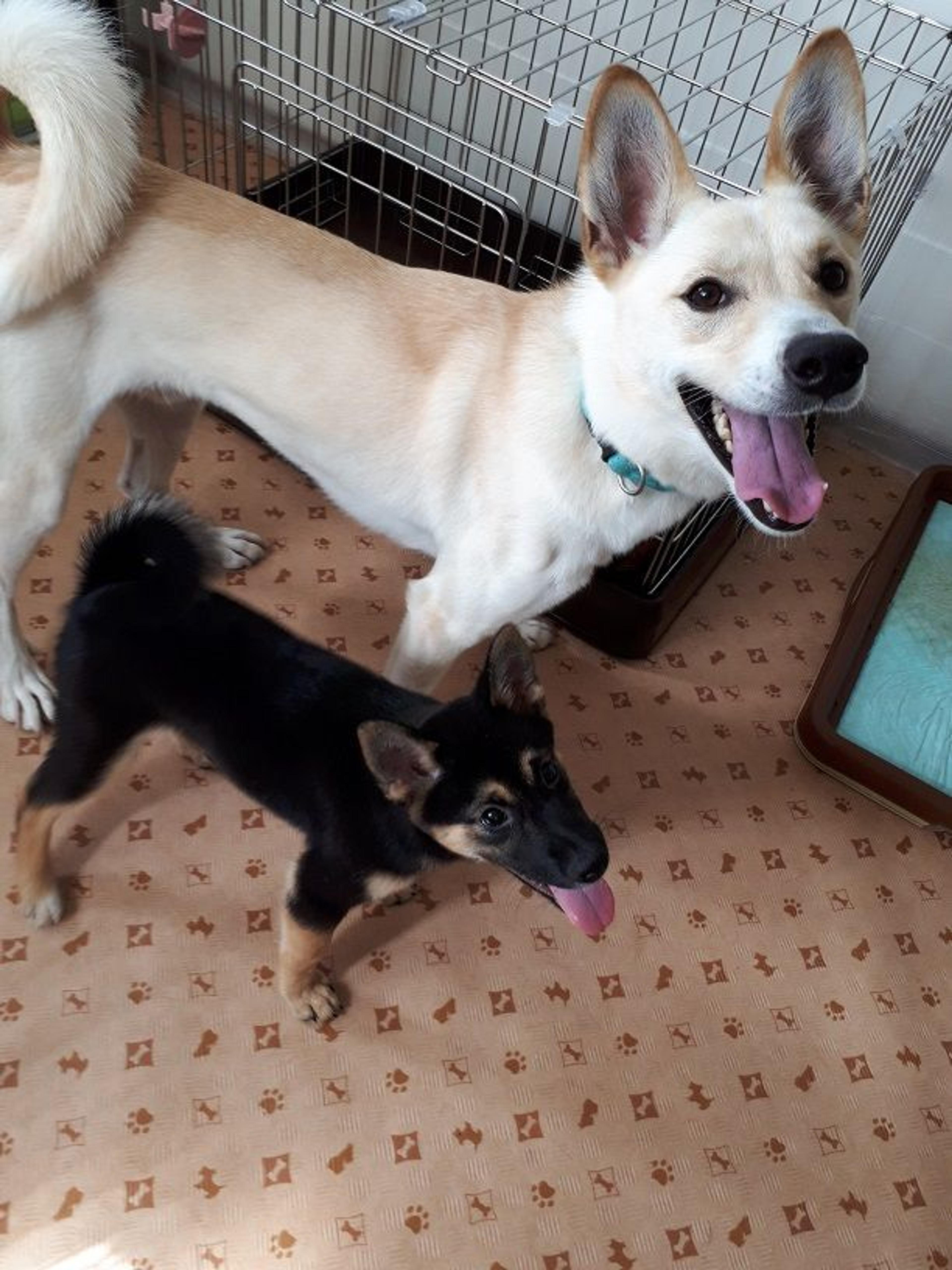 pet-image-3