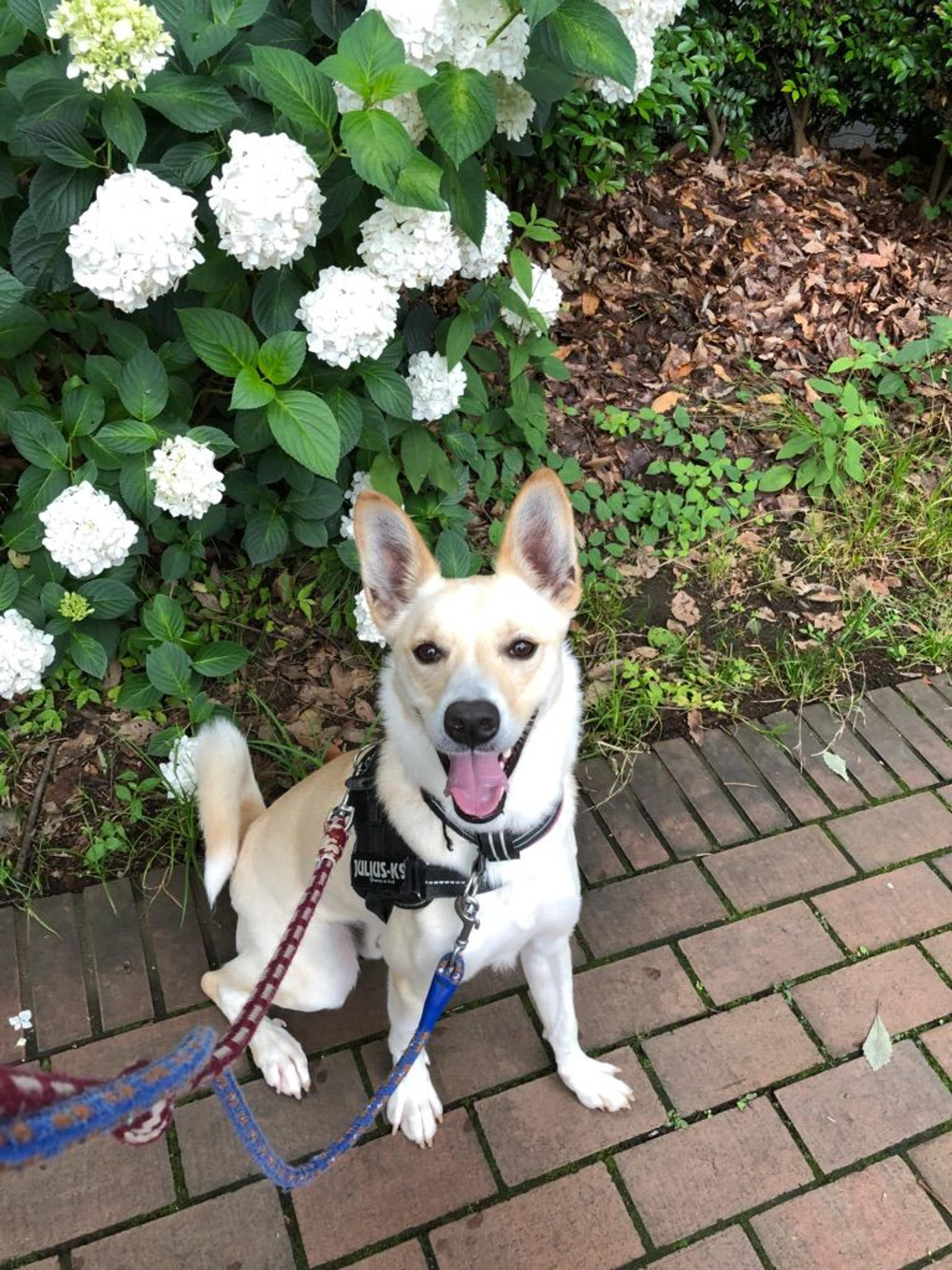 pet-image-2