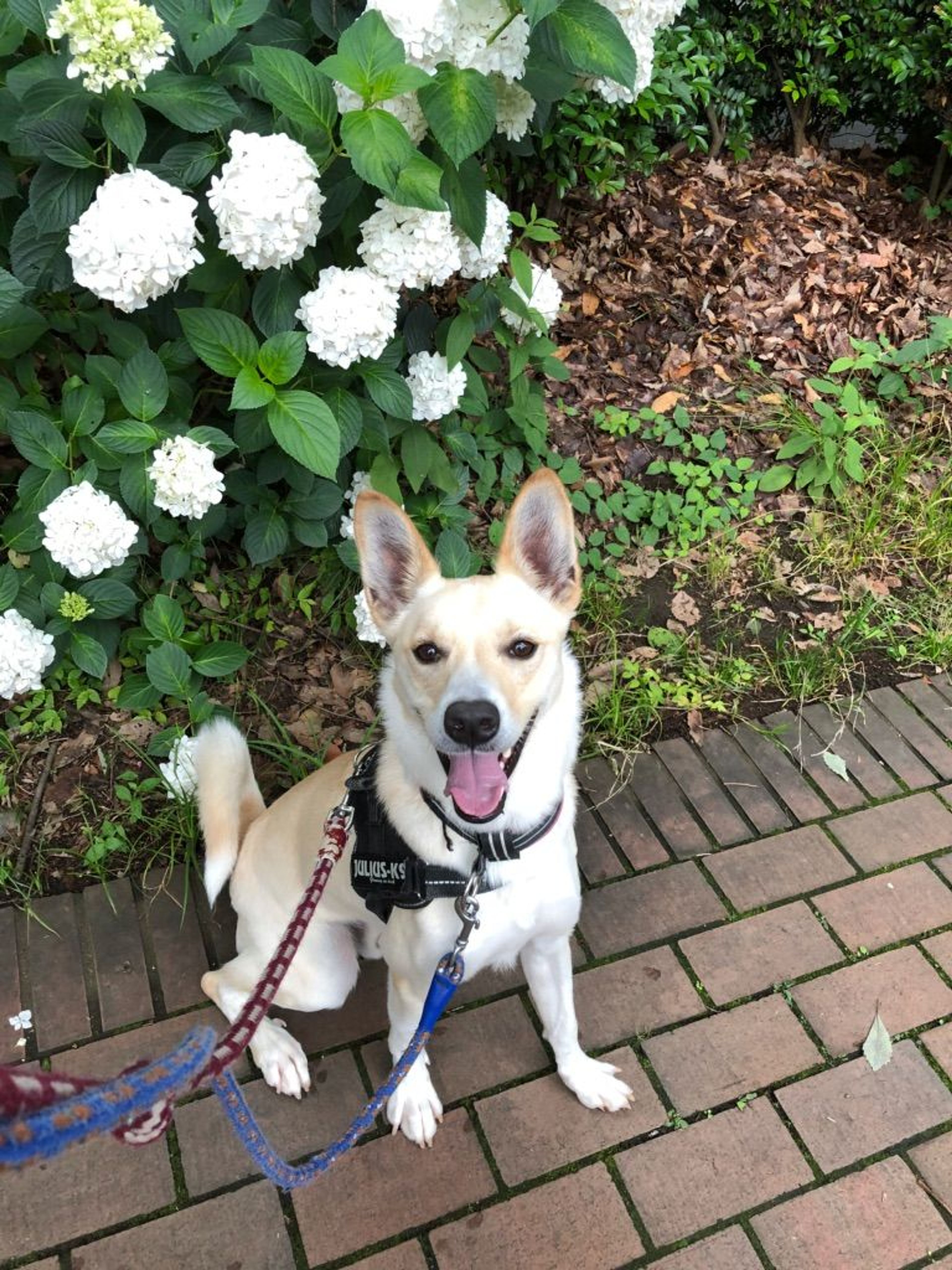 pet-image-2