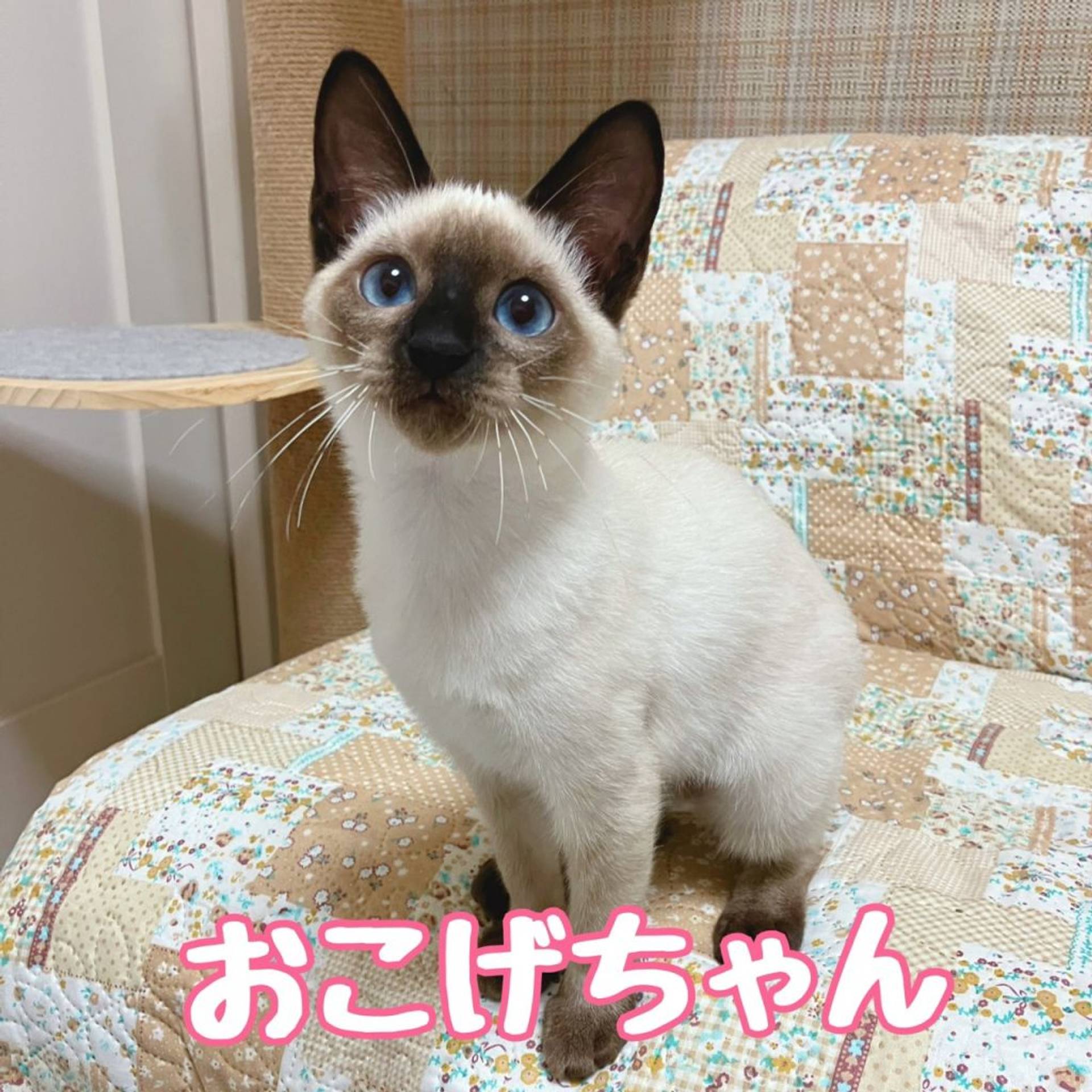 雑種（ミックス猫）・メスの里親募集の写真