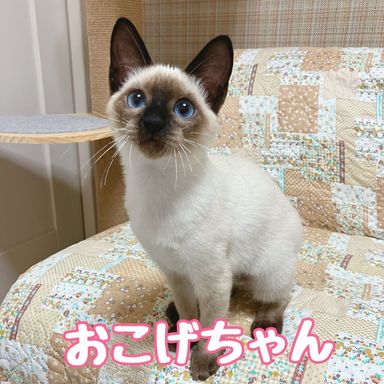 おこげの写真