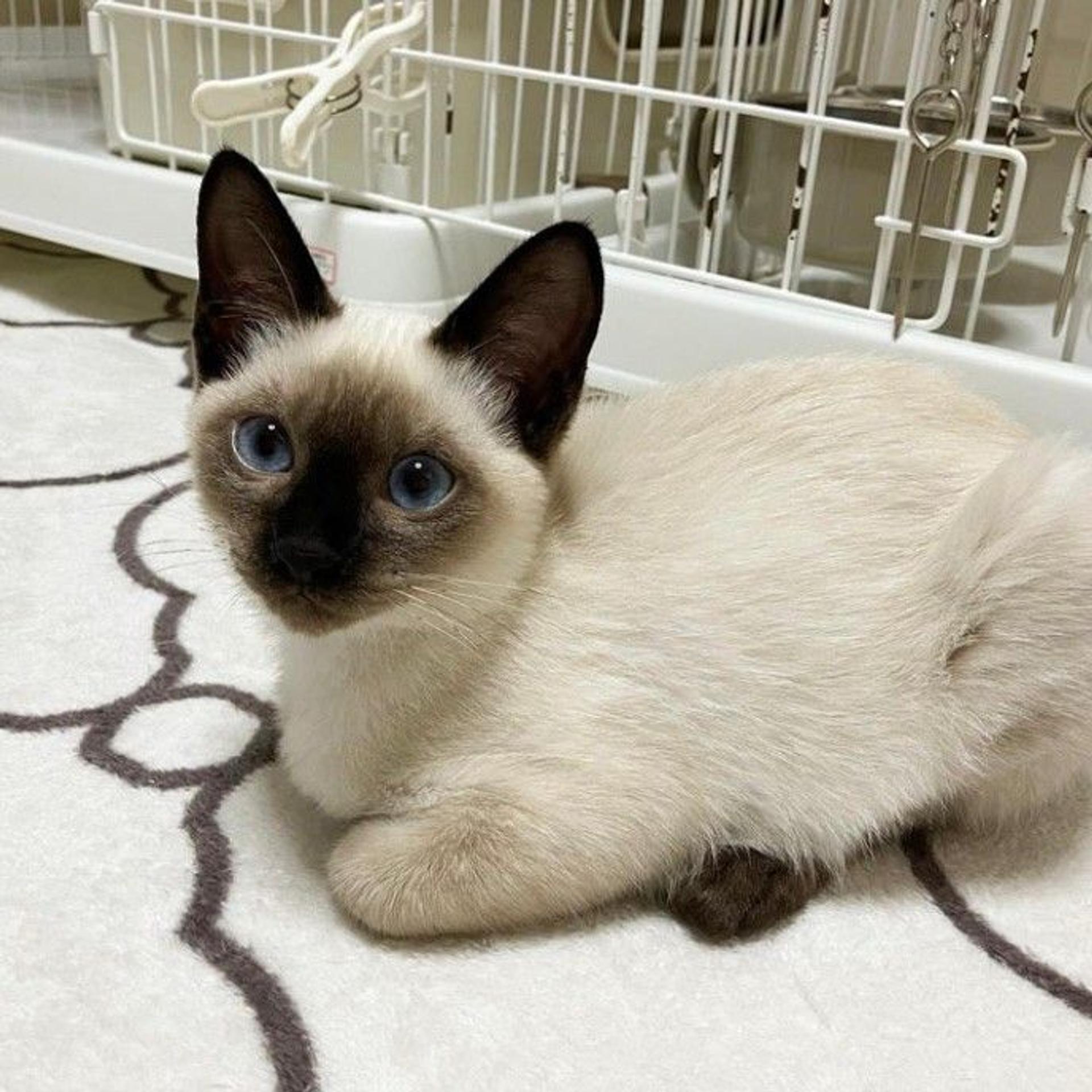 pet-image-4