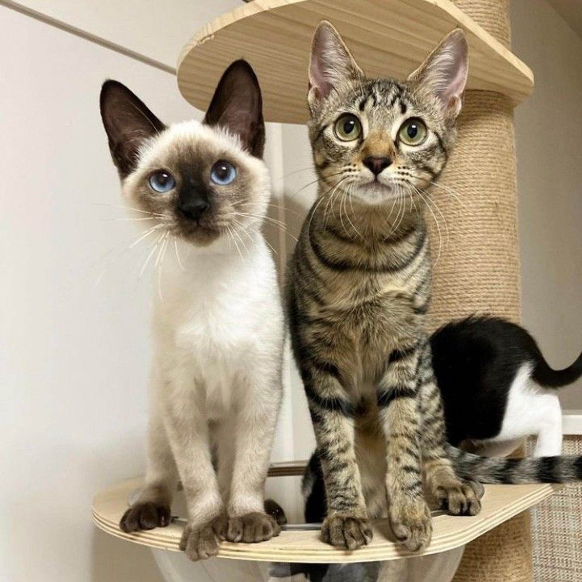 pet-image-7