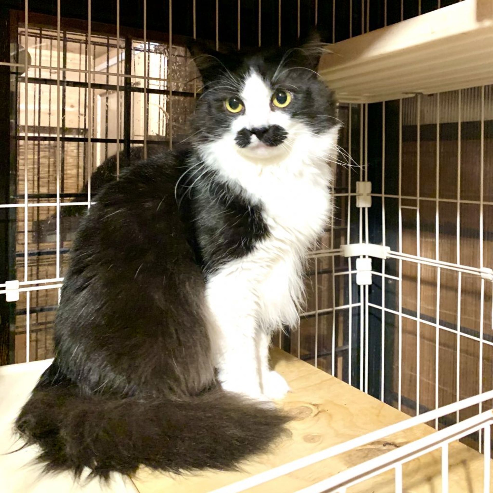雑種（ミックス猫）・オスの里親募集の写真