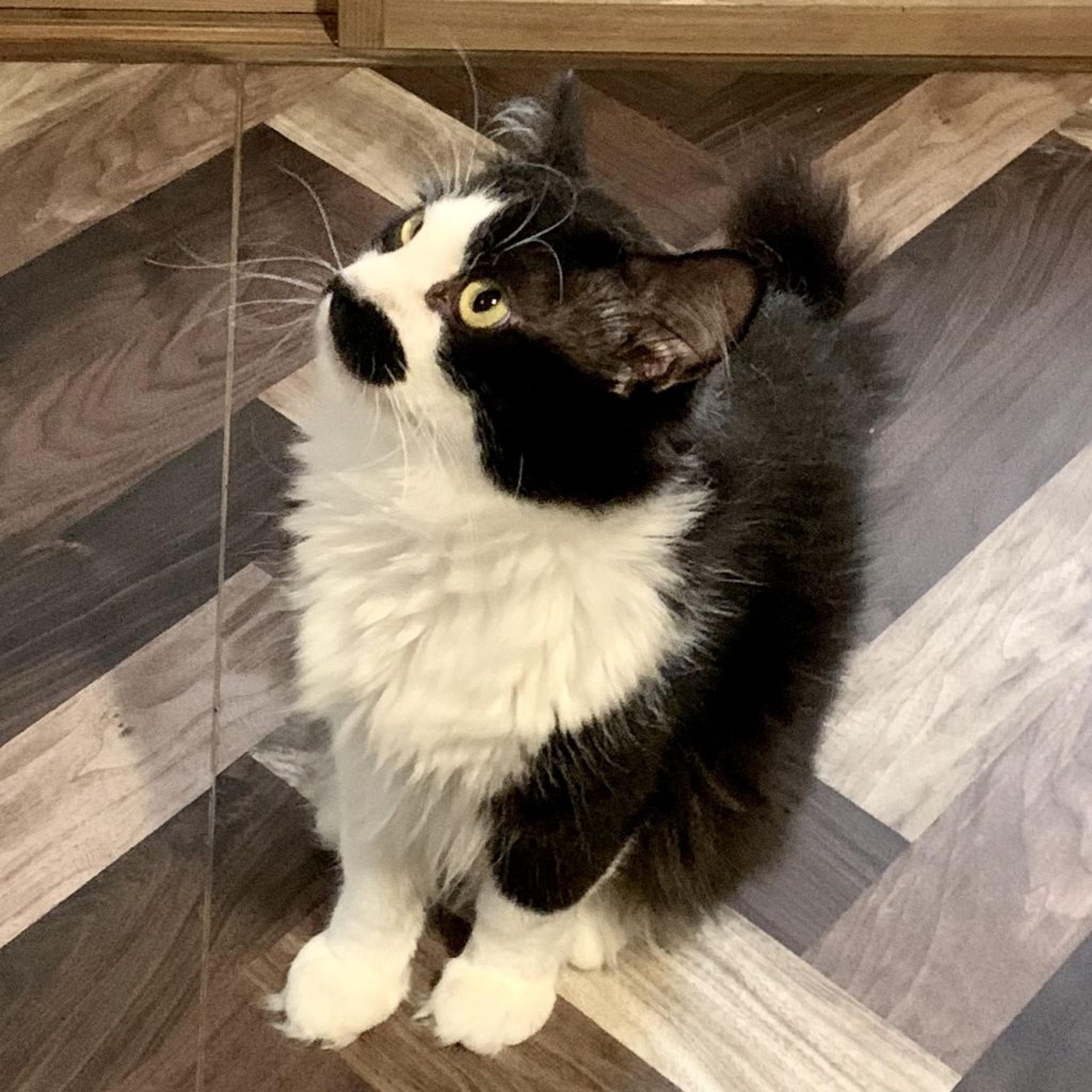 pet-image-3