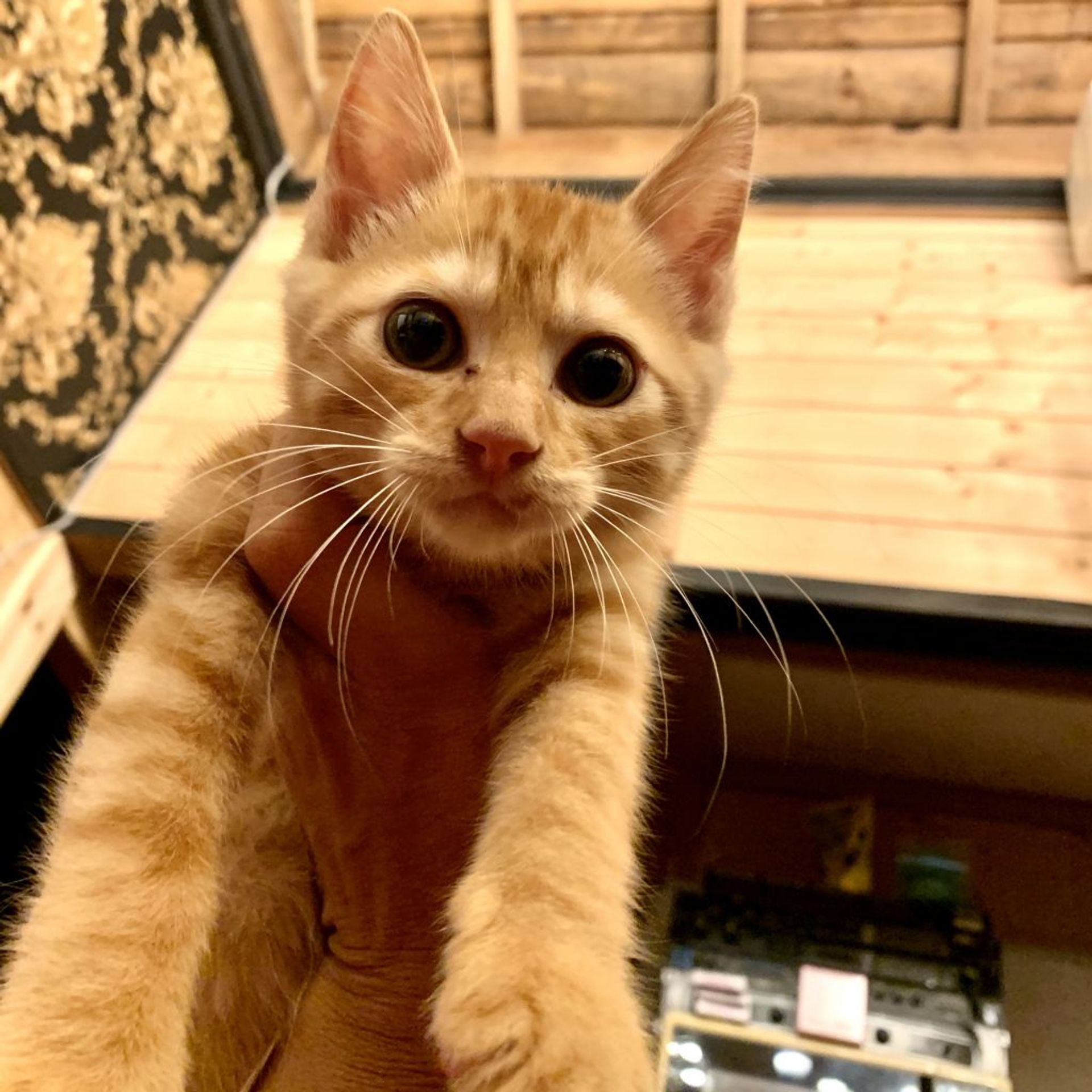 雑種（ミックス猫）・オスの里親募集の写真