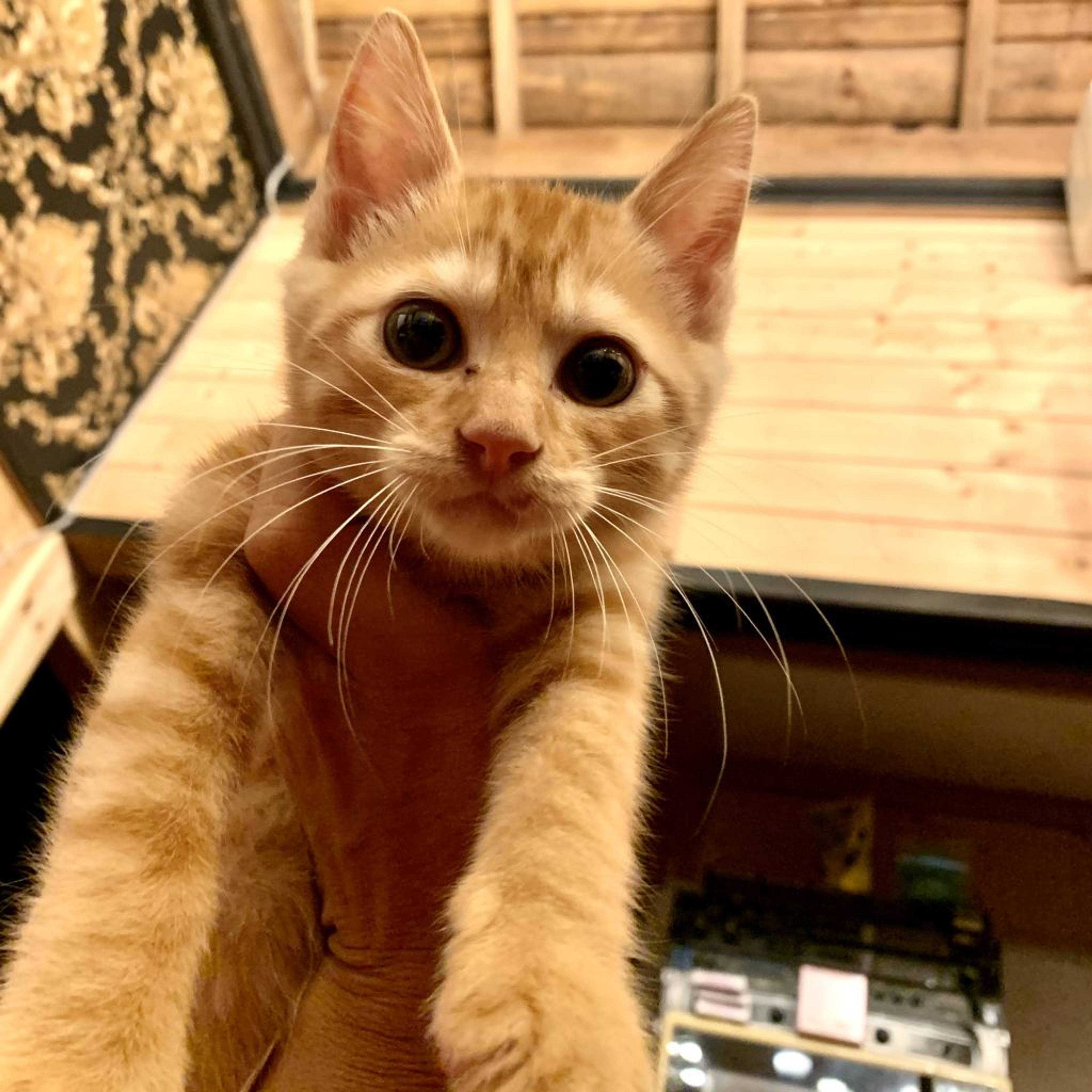 雑種（ミックス猫）・オスの里親募集の写真