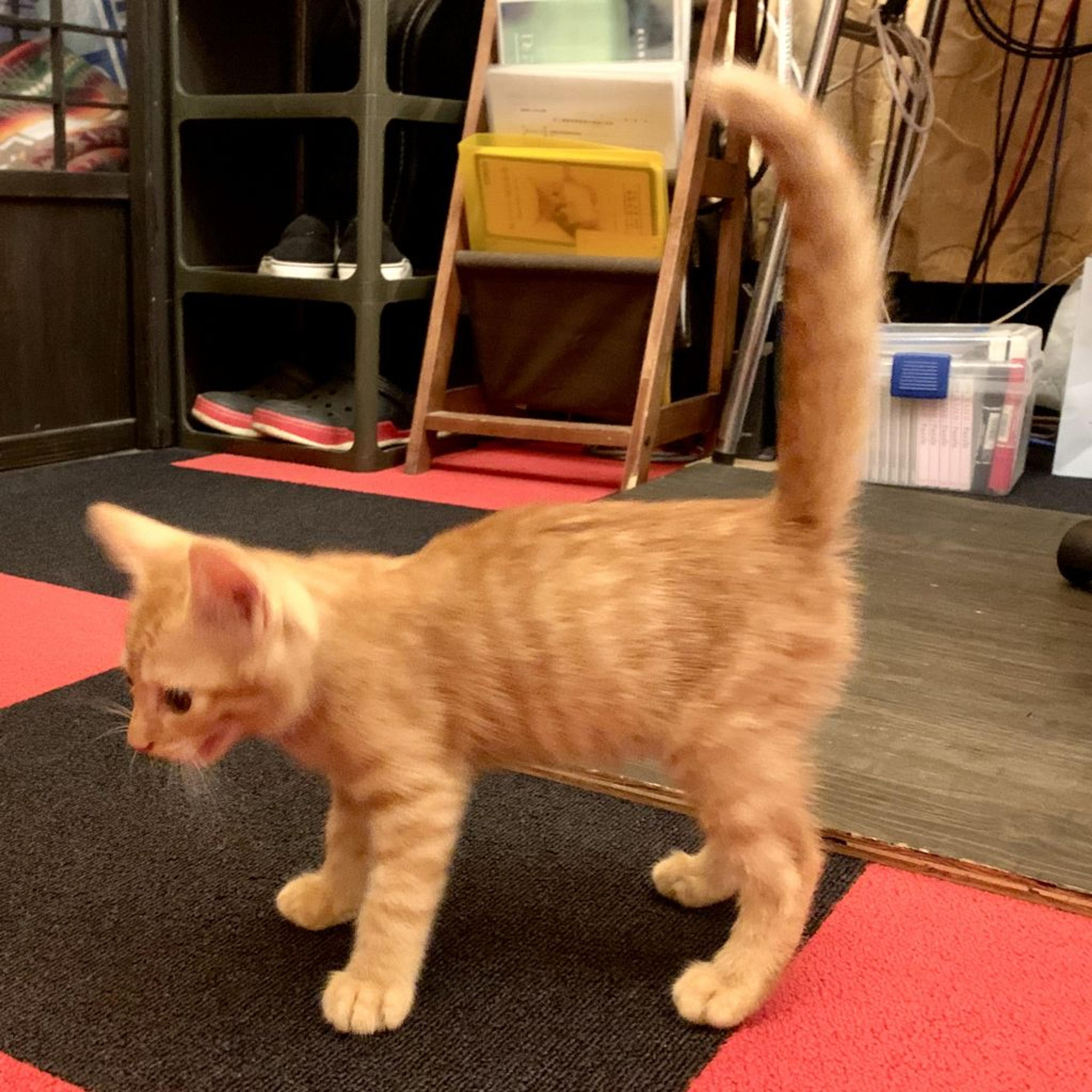 pet-image-2
