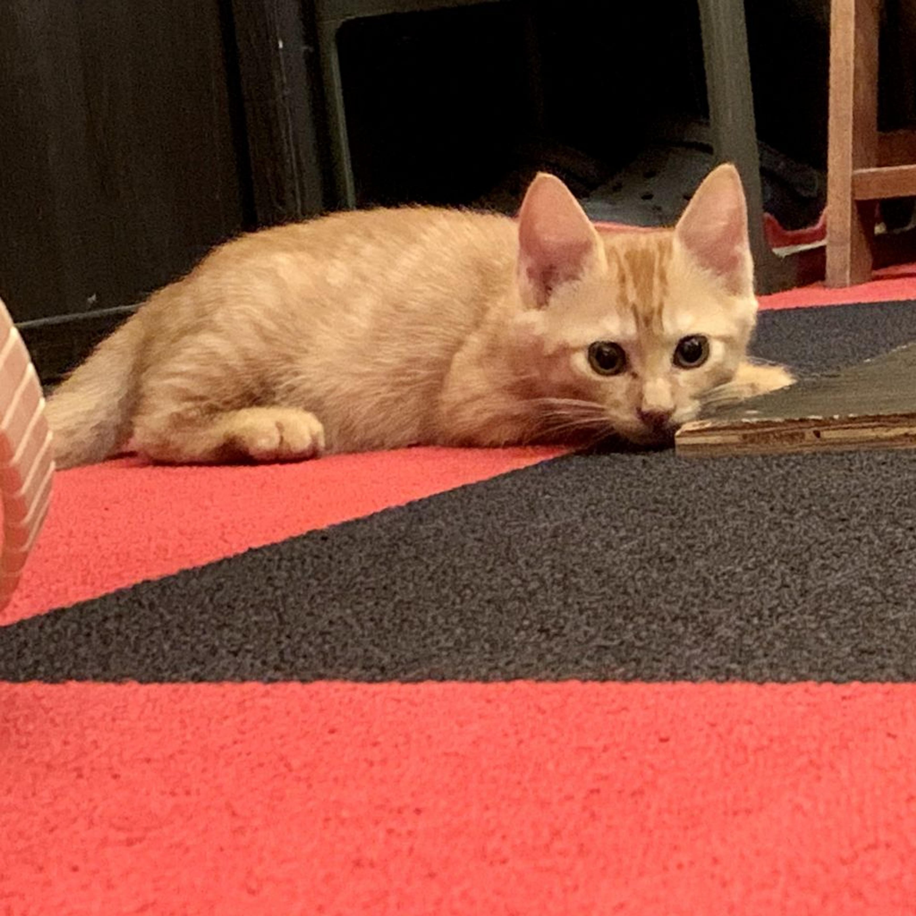 pet-image-3