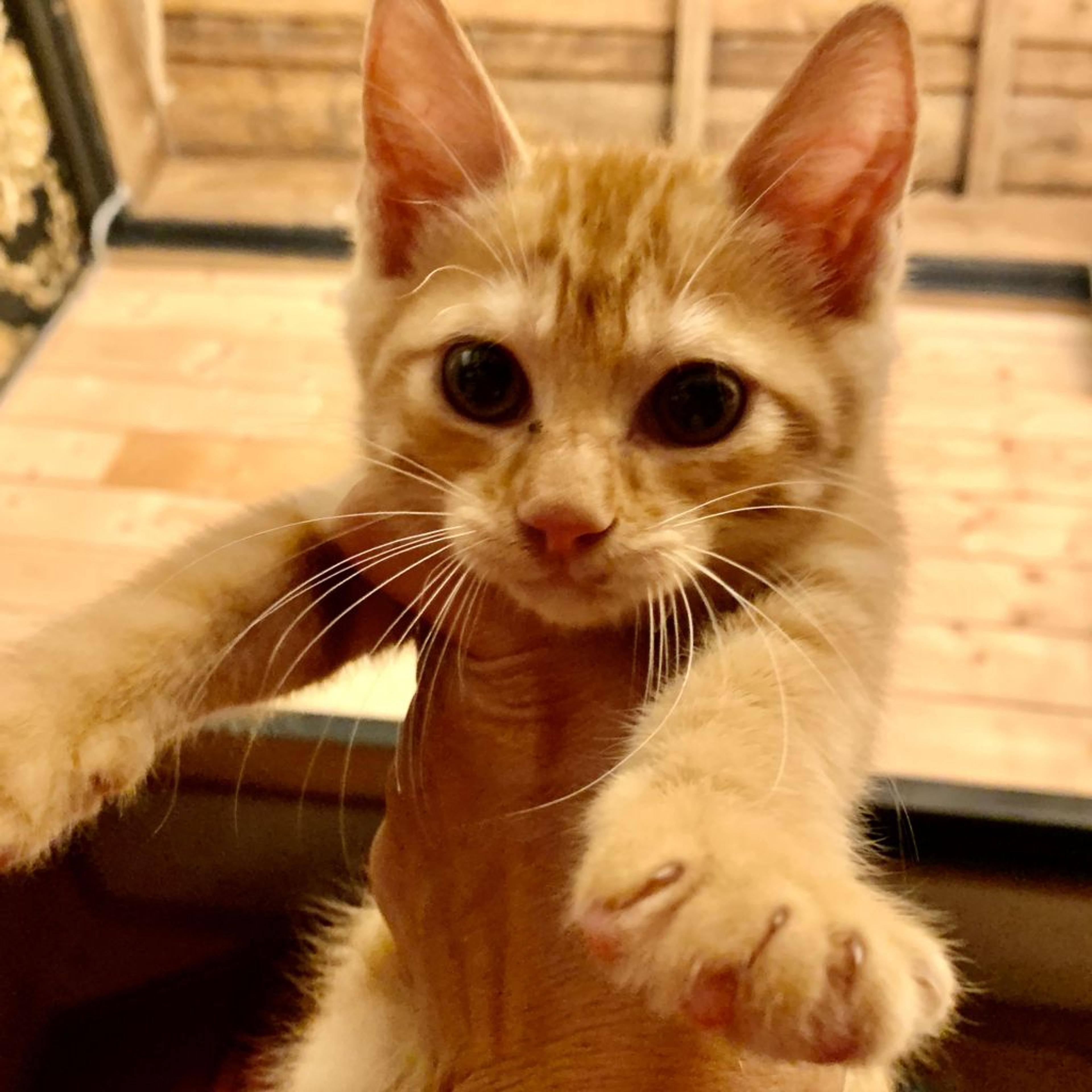 pet-image-4