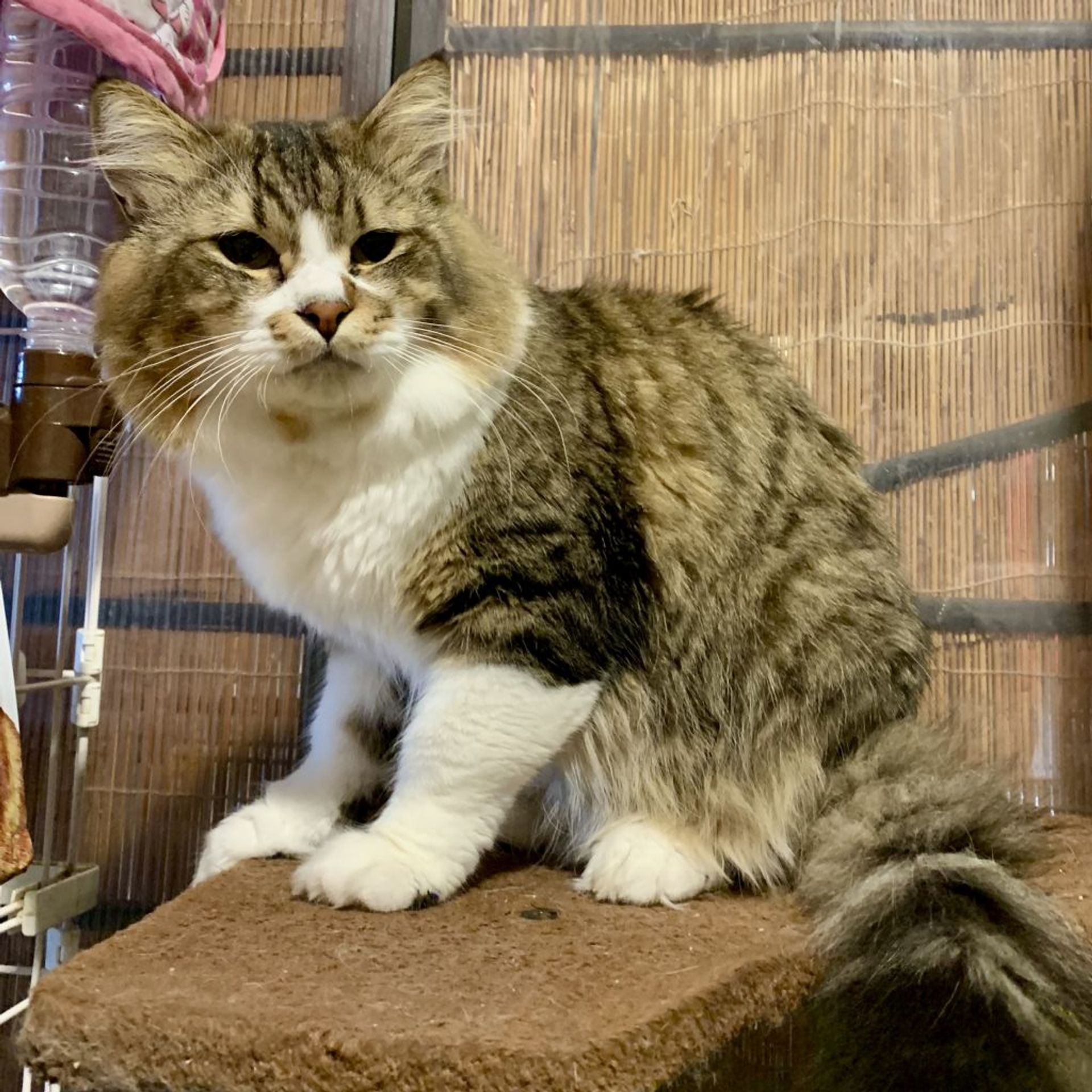 雑種（ミックス猫）・オスの里親募集の写真