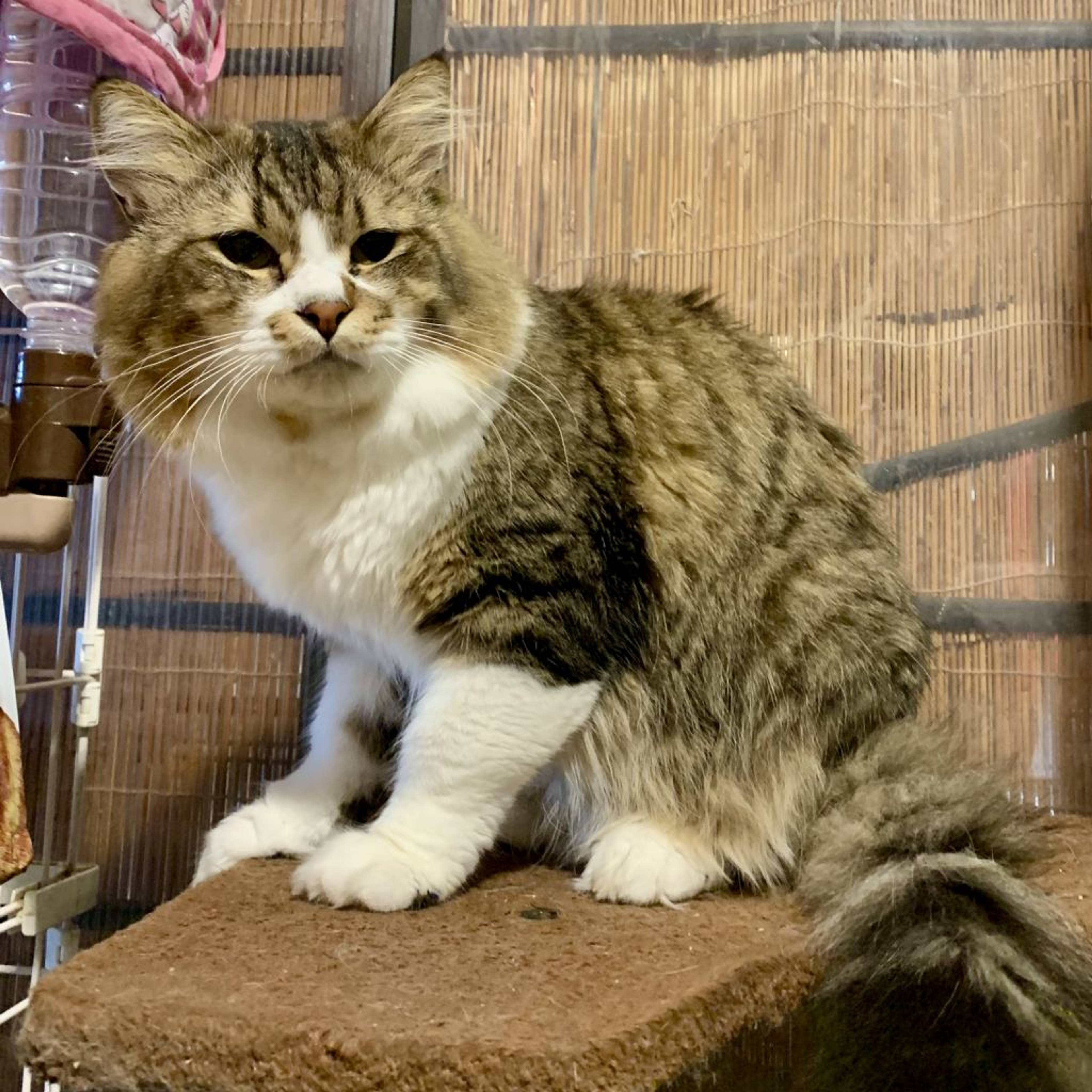 雑種（ミックス猫）・オスの里親募集の写真