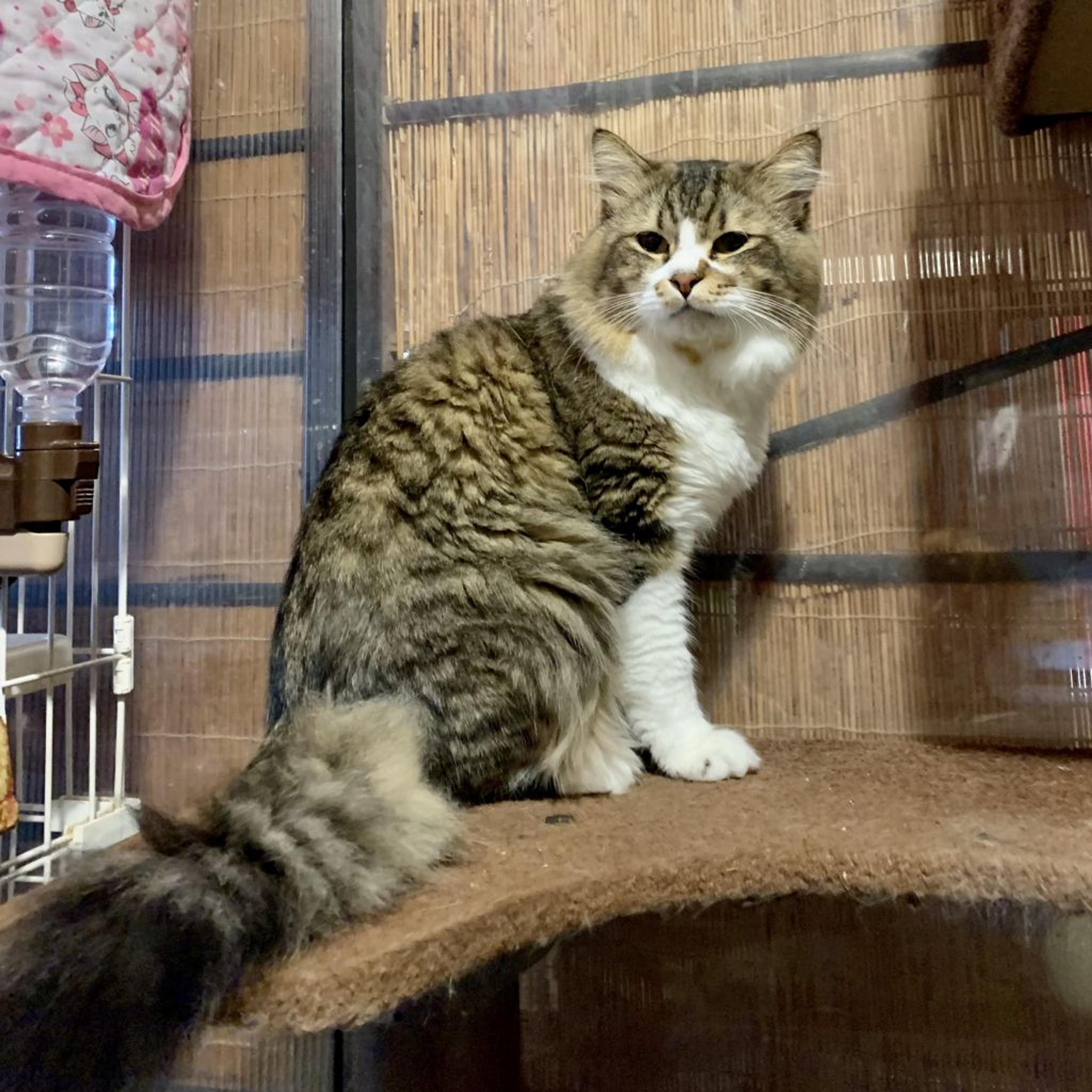 pet-image-2